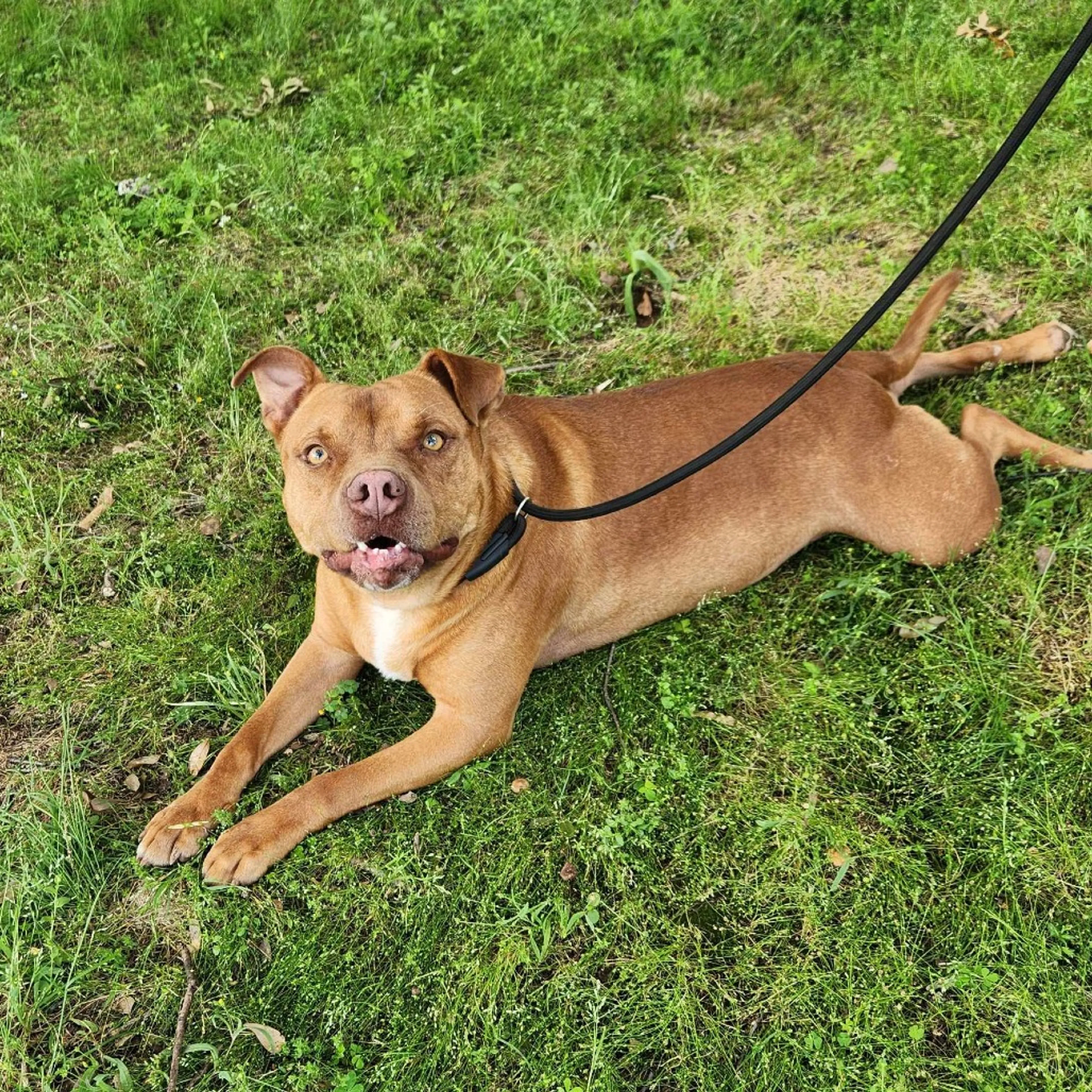 Found pet-7
