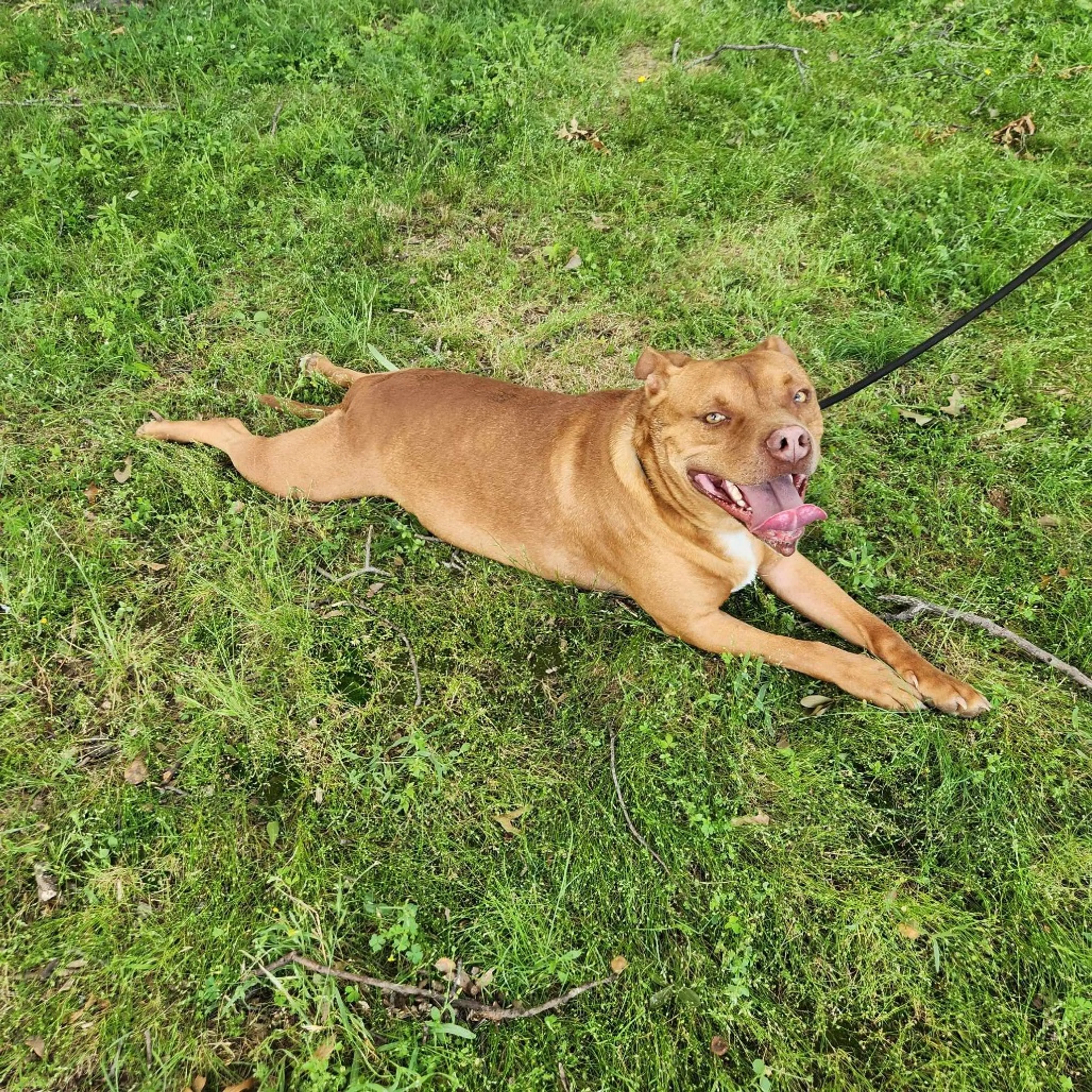 Found pet-6