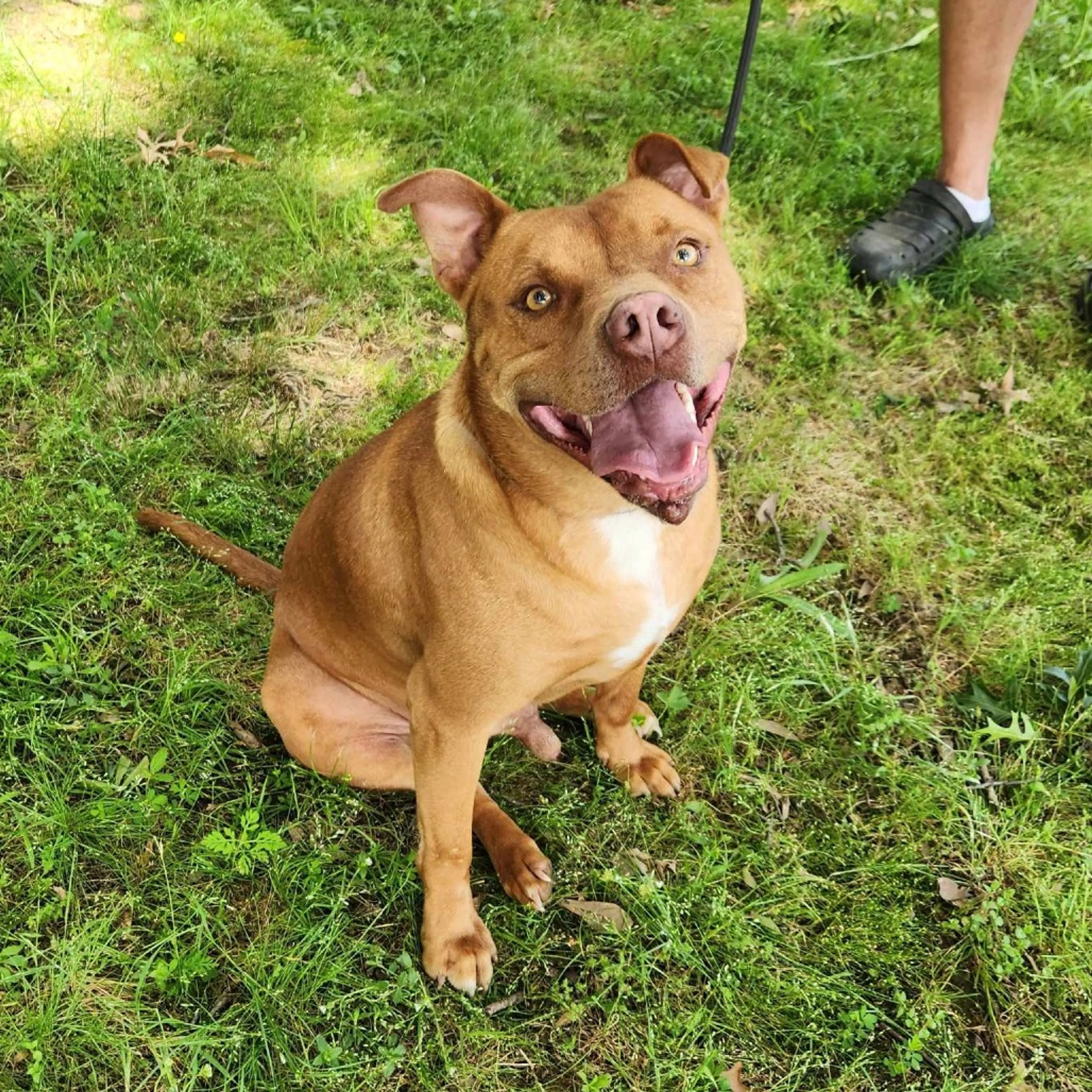 Found pet-5