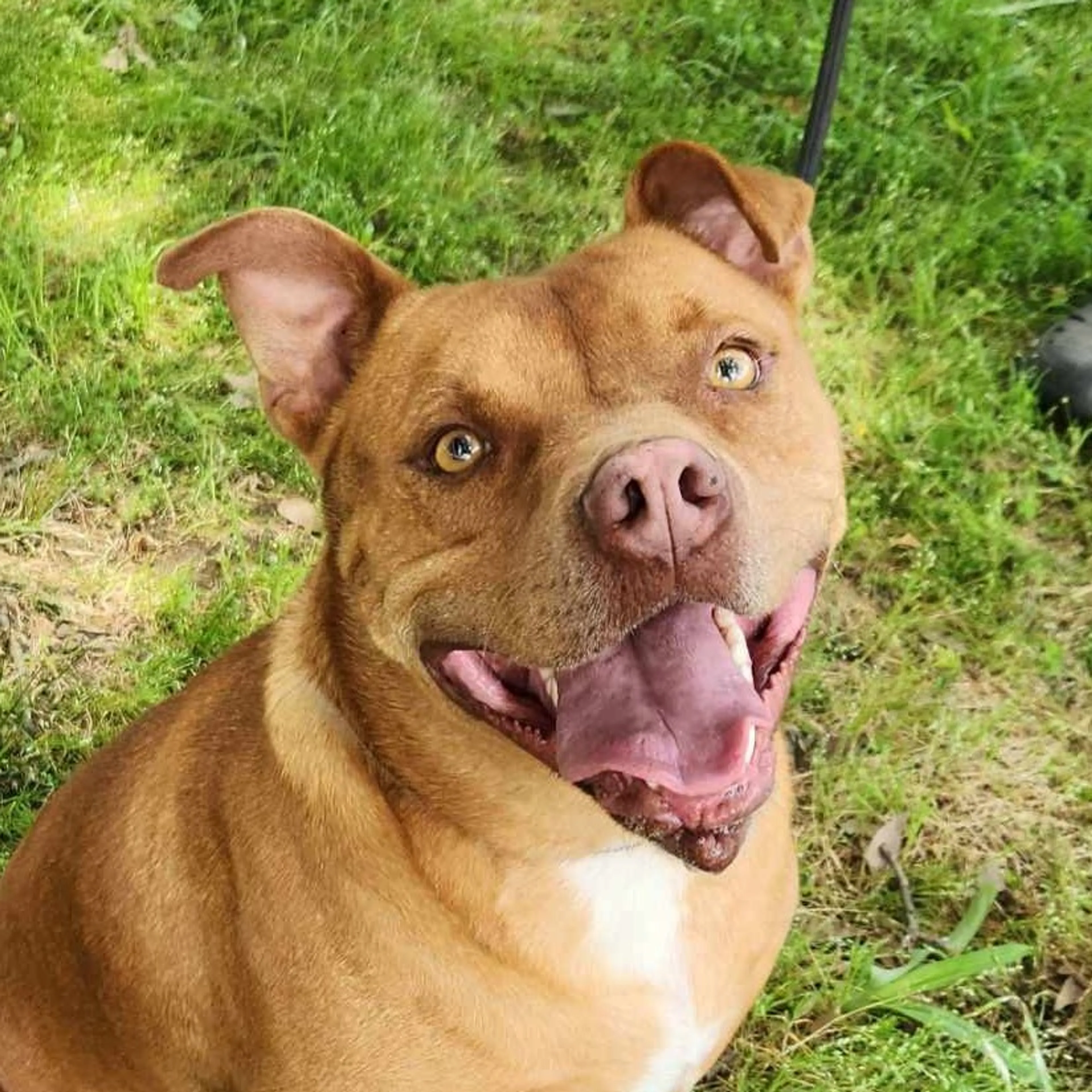 Found pet-1
