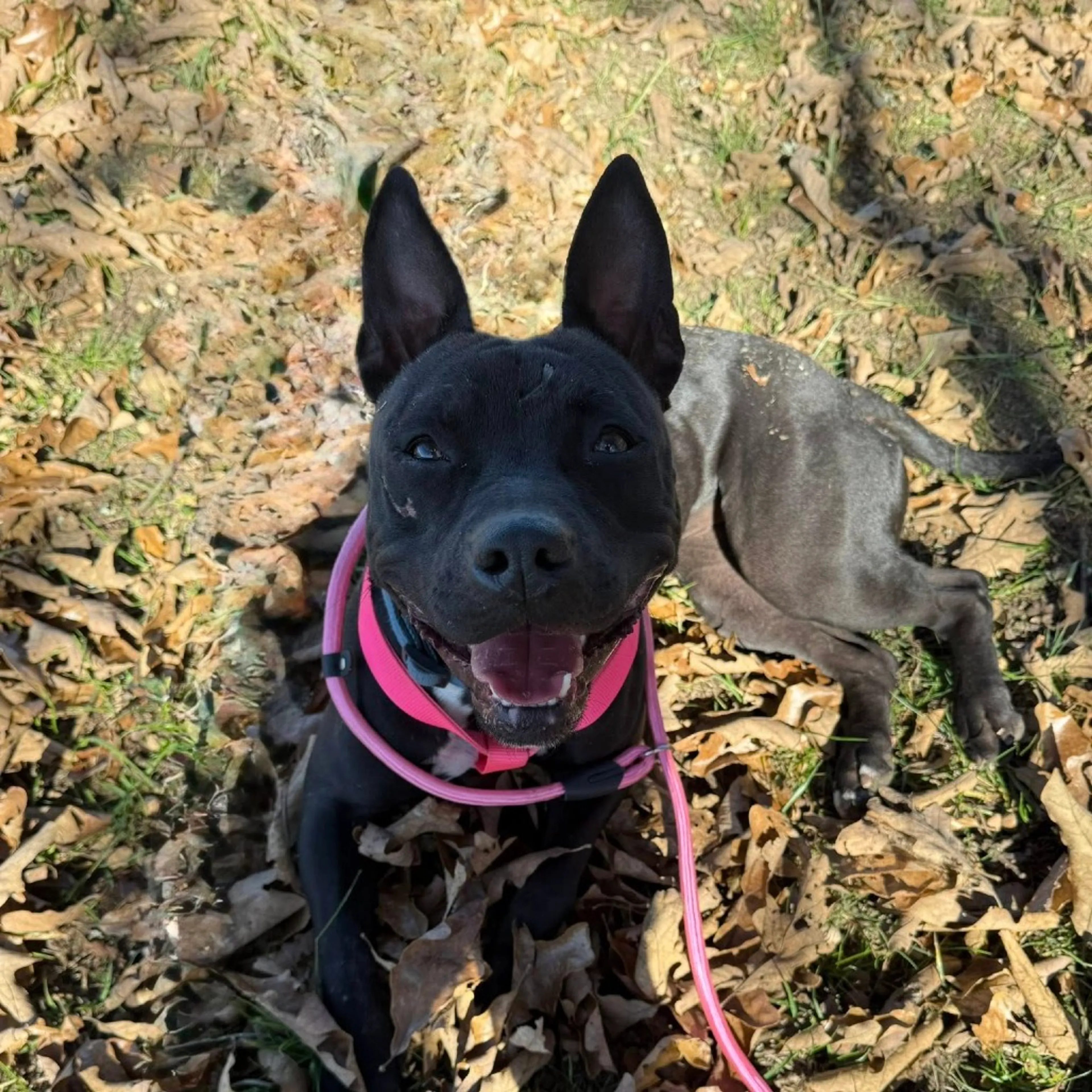 Found pet-17