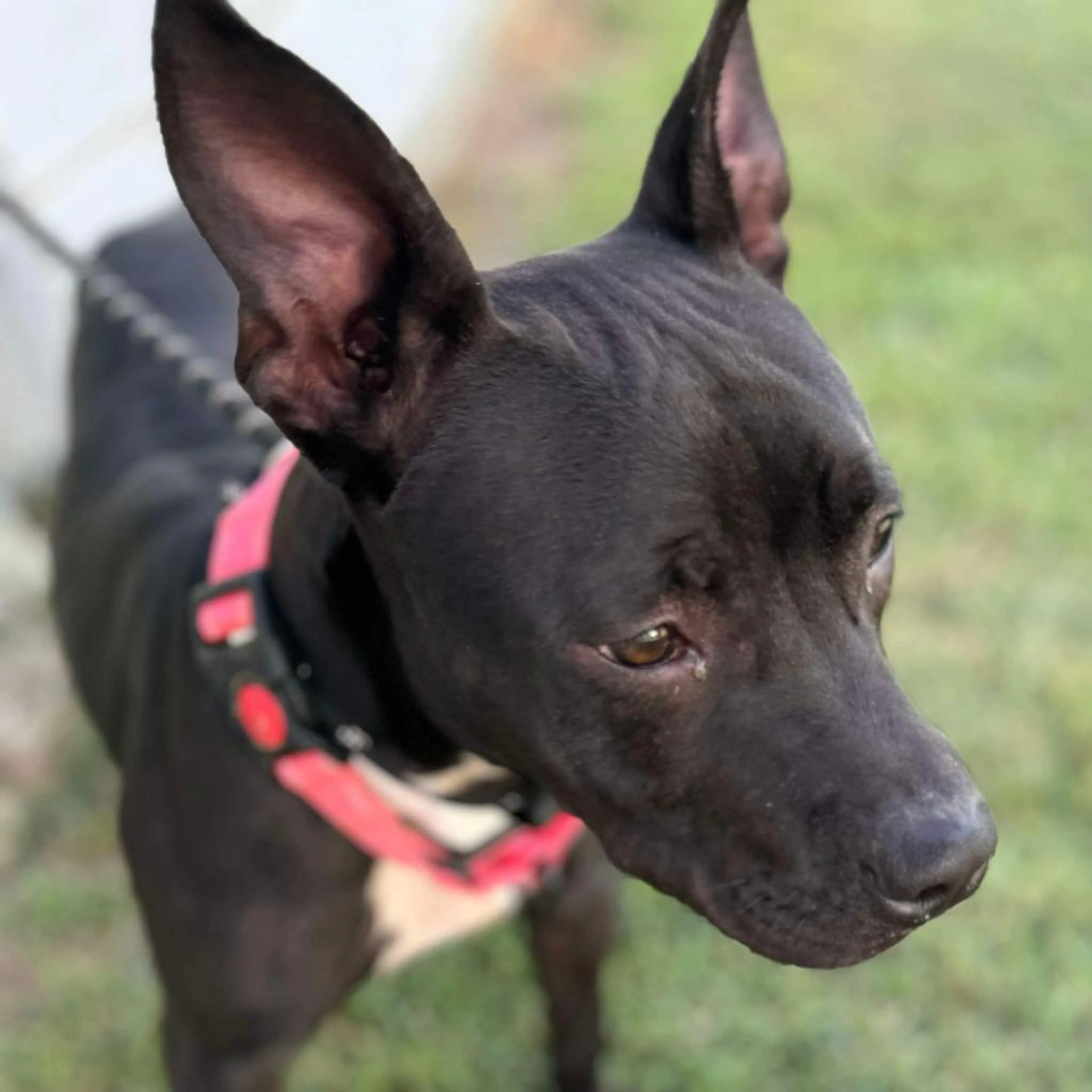 Found pet-2