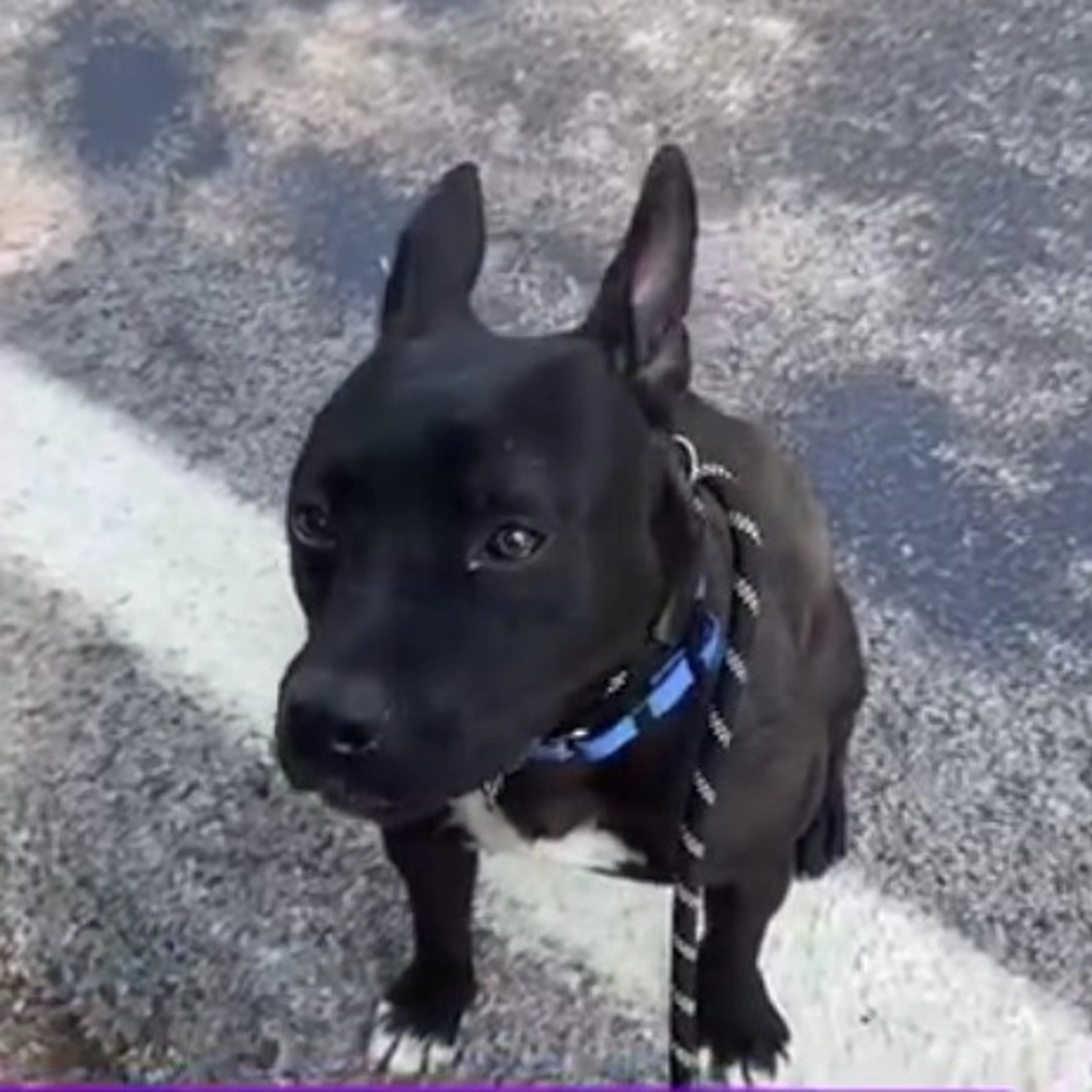 Found pet-11