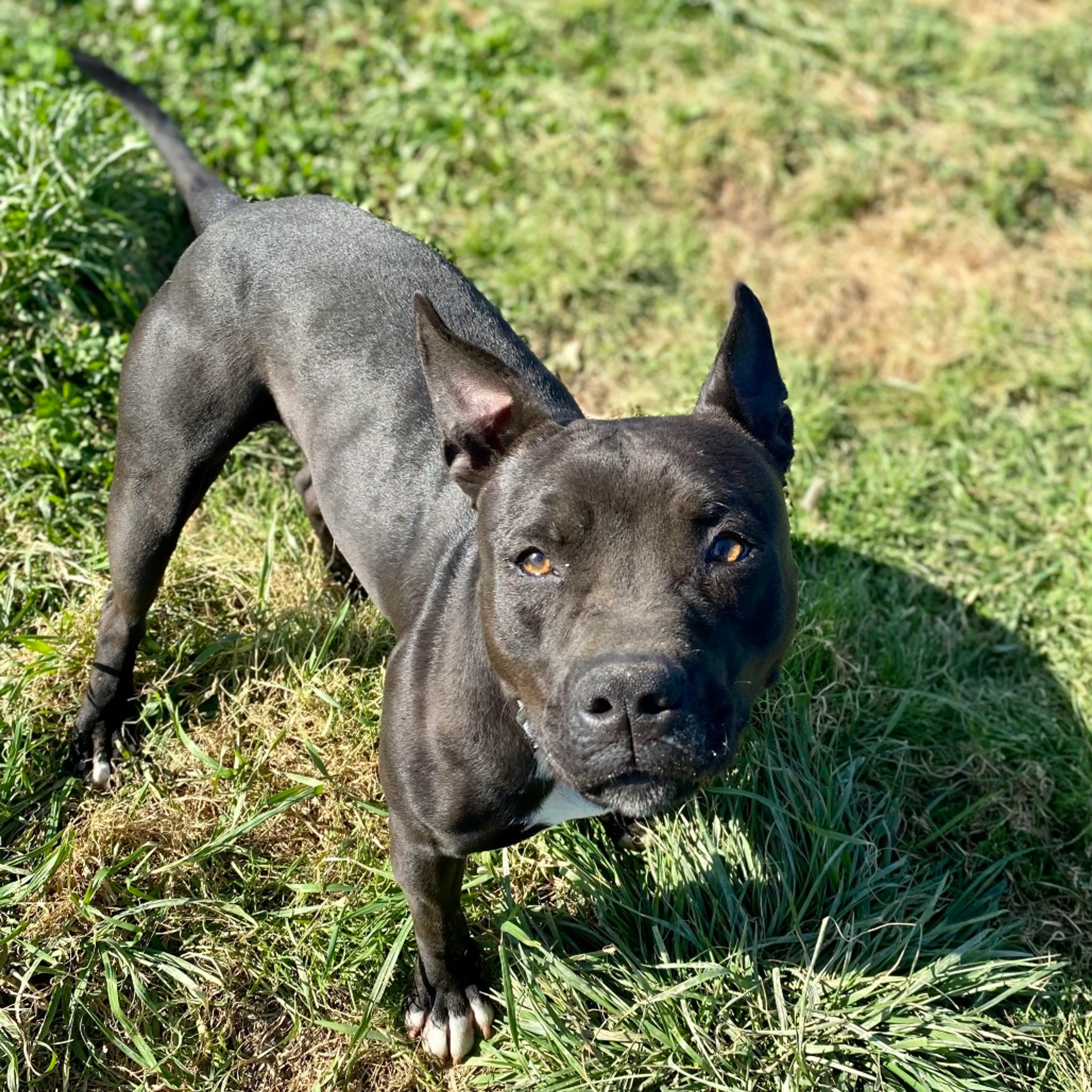 Found pet-21
