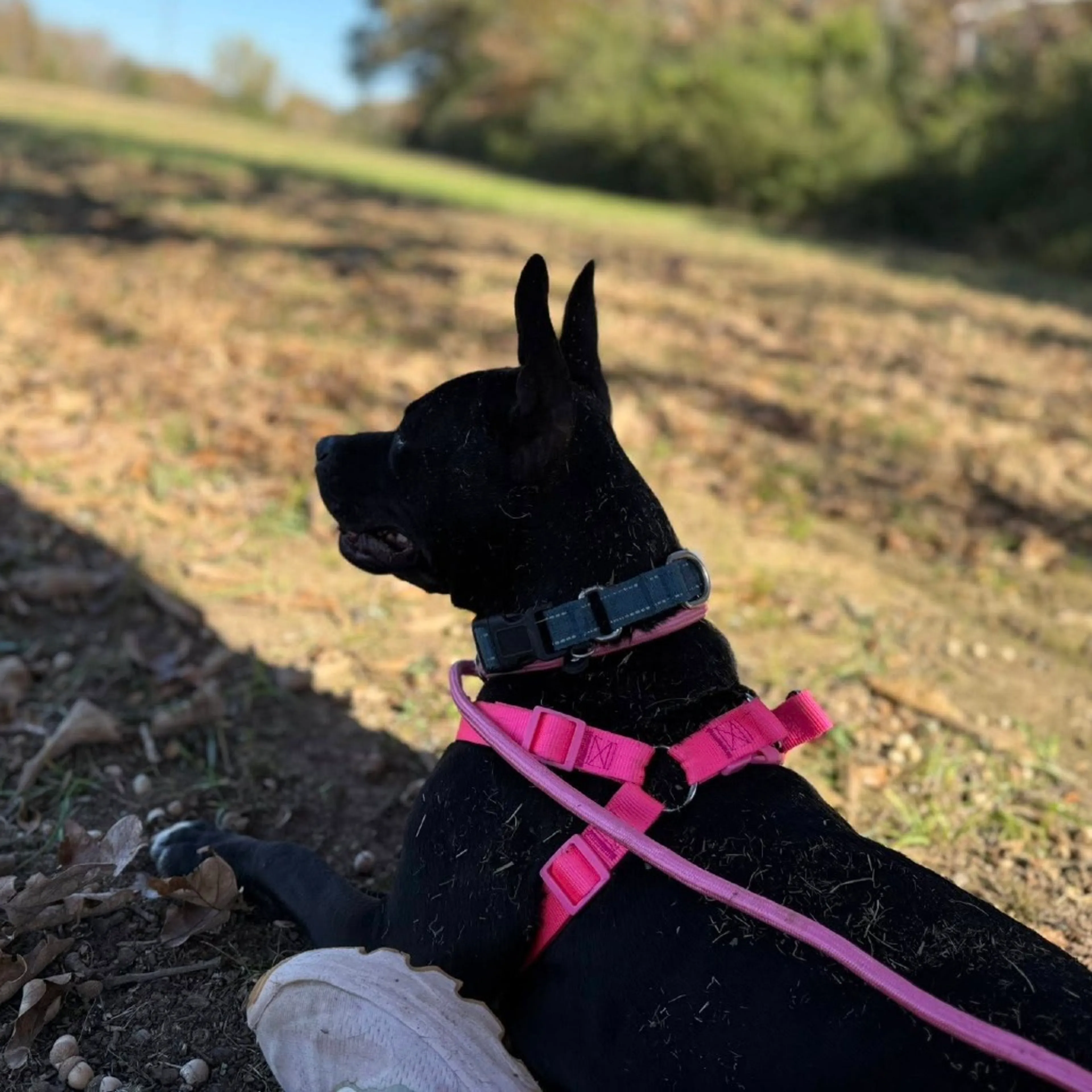 Found pet-18