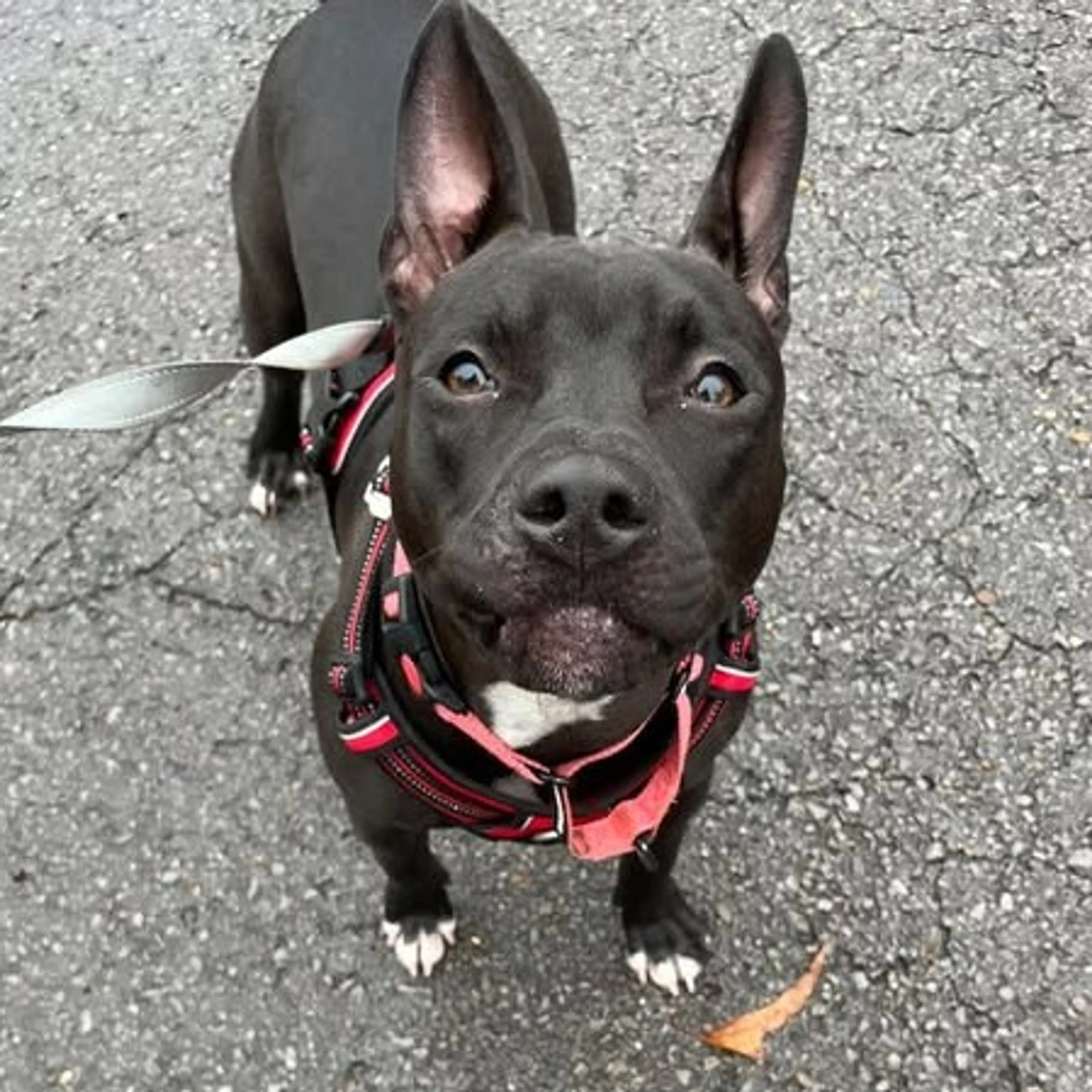 Found pet-7