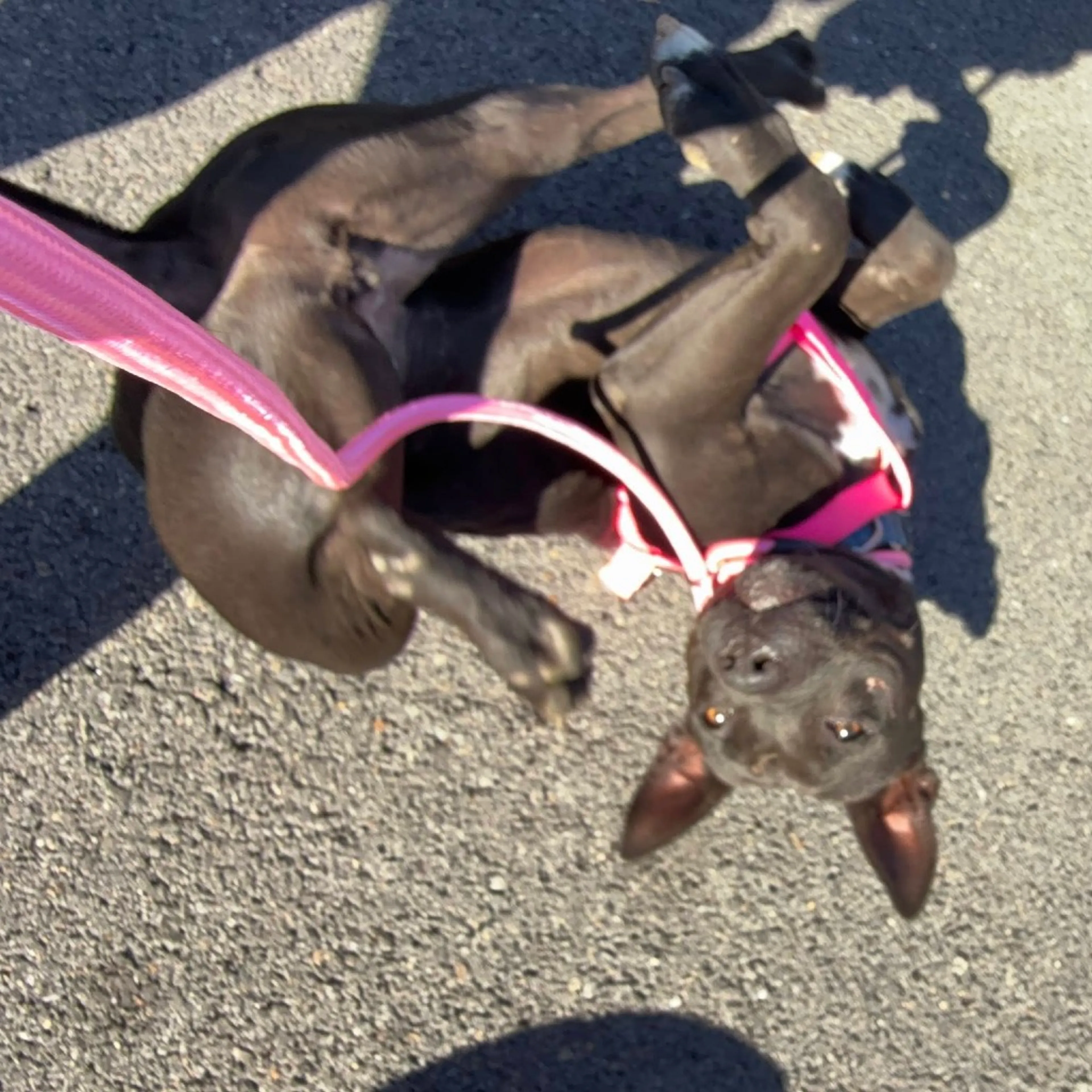Found pet-16