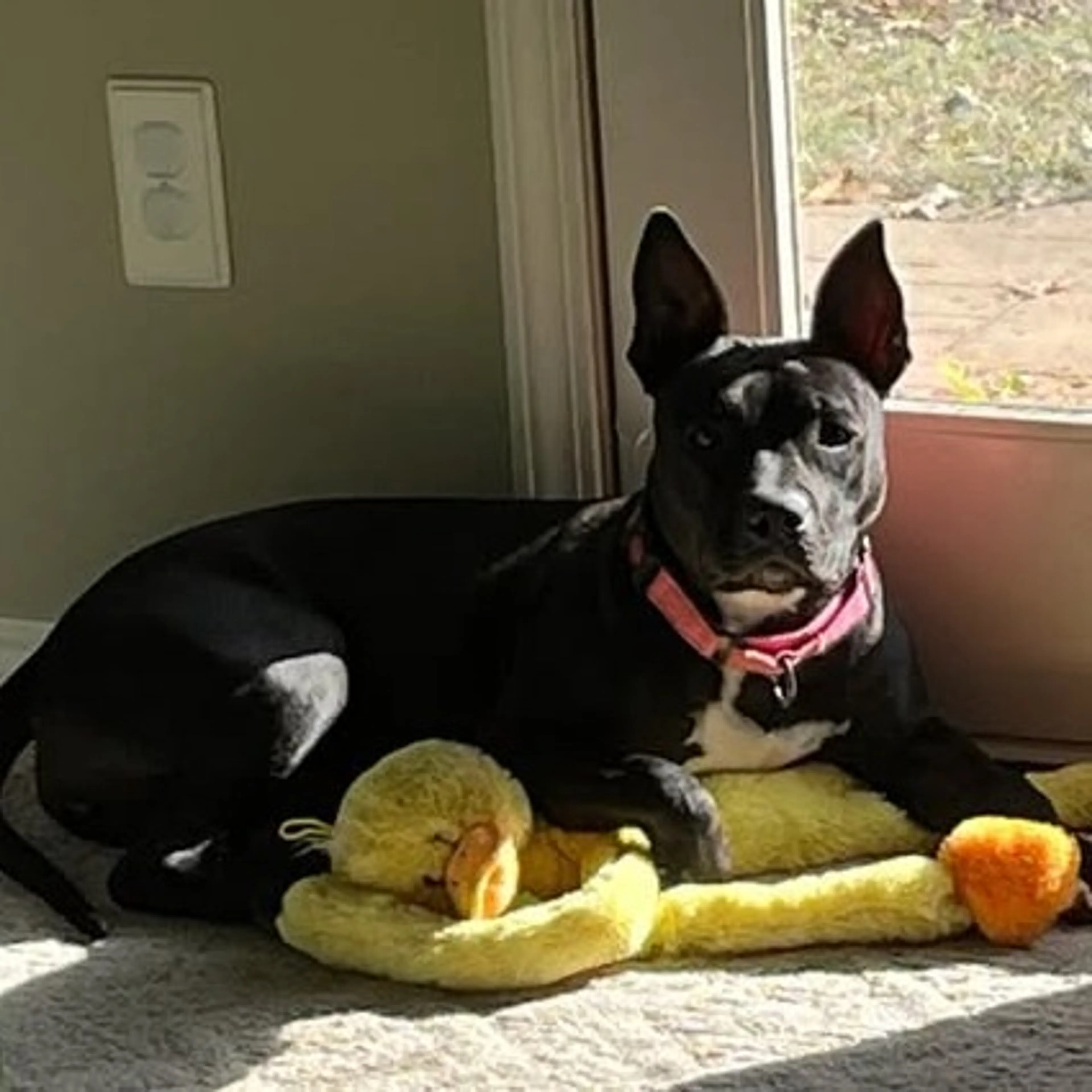 Found pet-4