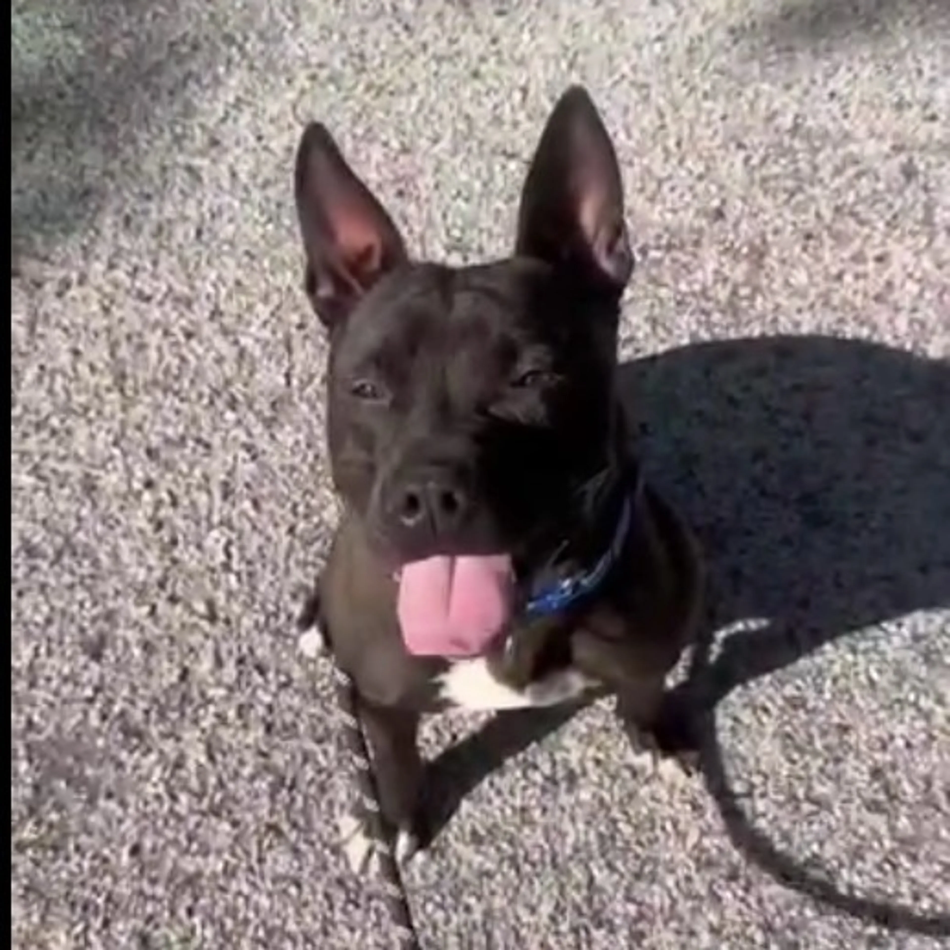 Found pet-8
