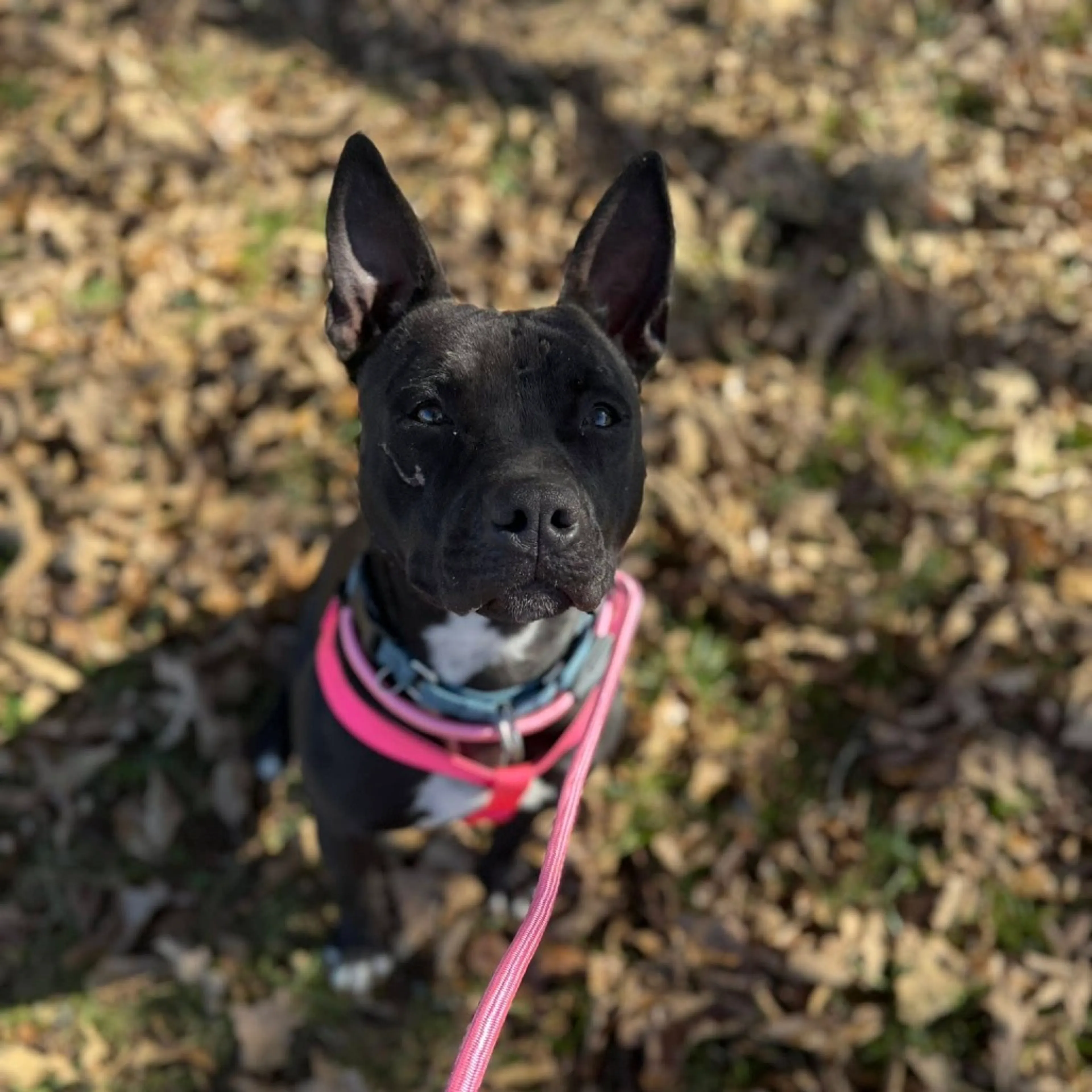 Found pet-14