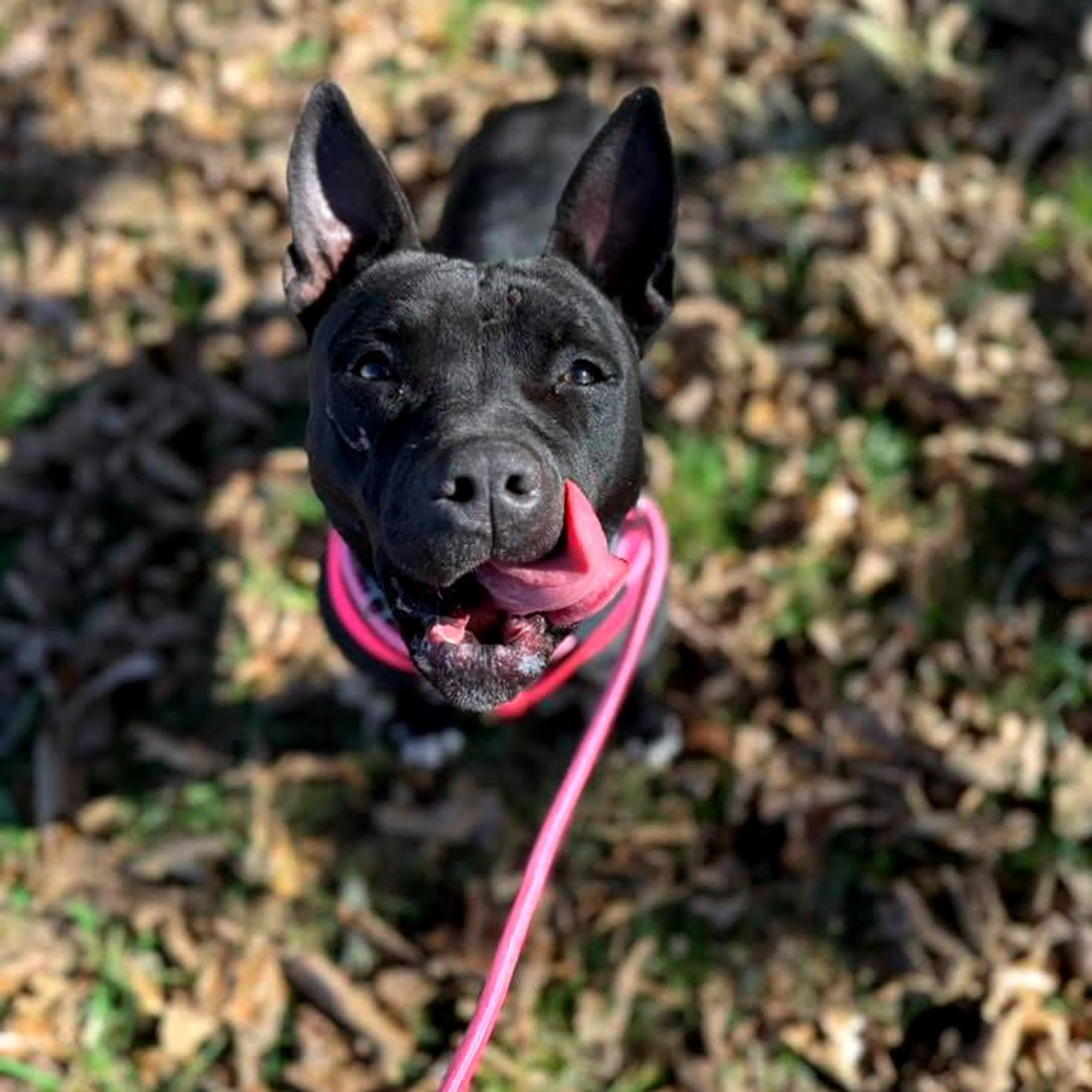 Found pet-20