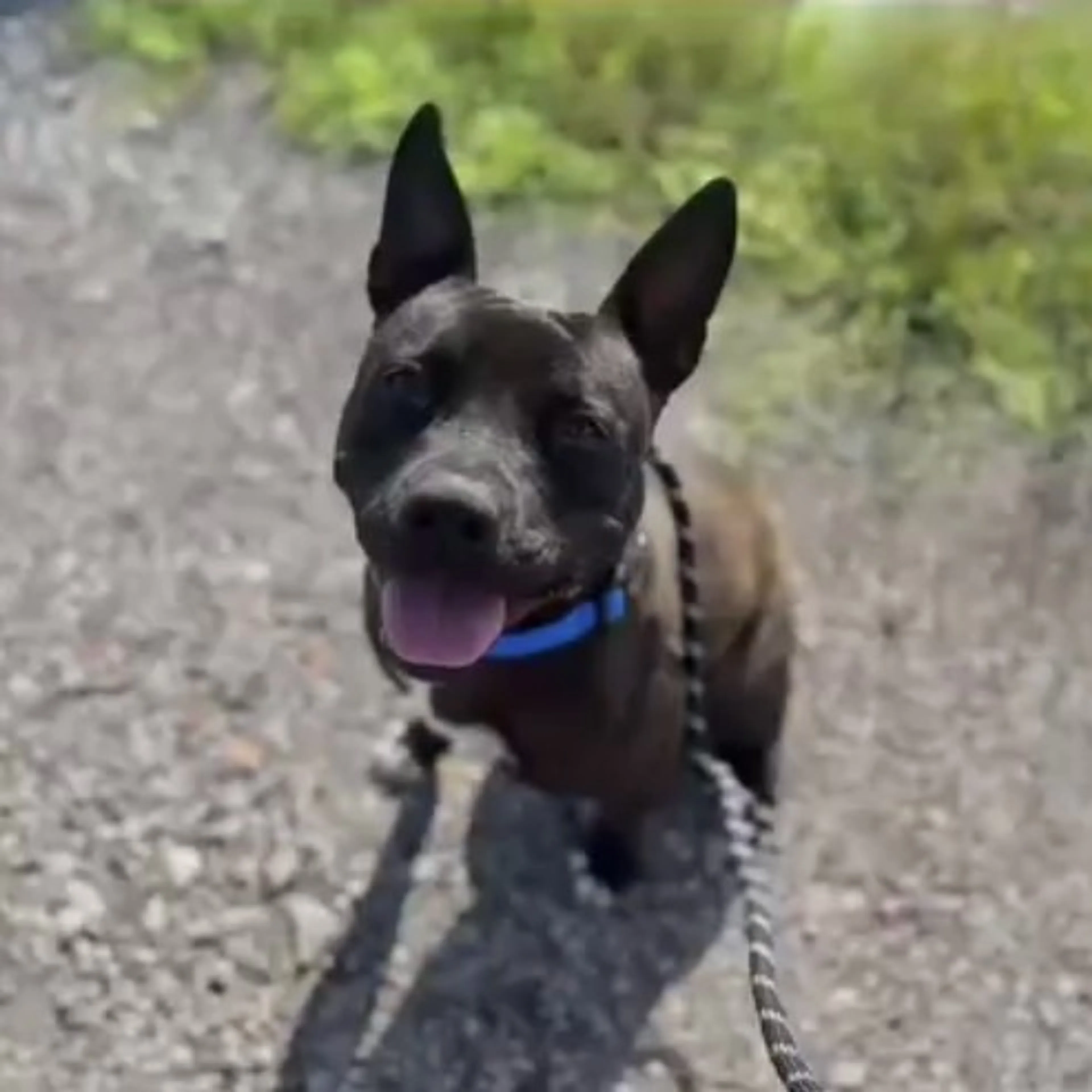 Found pet-1