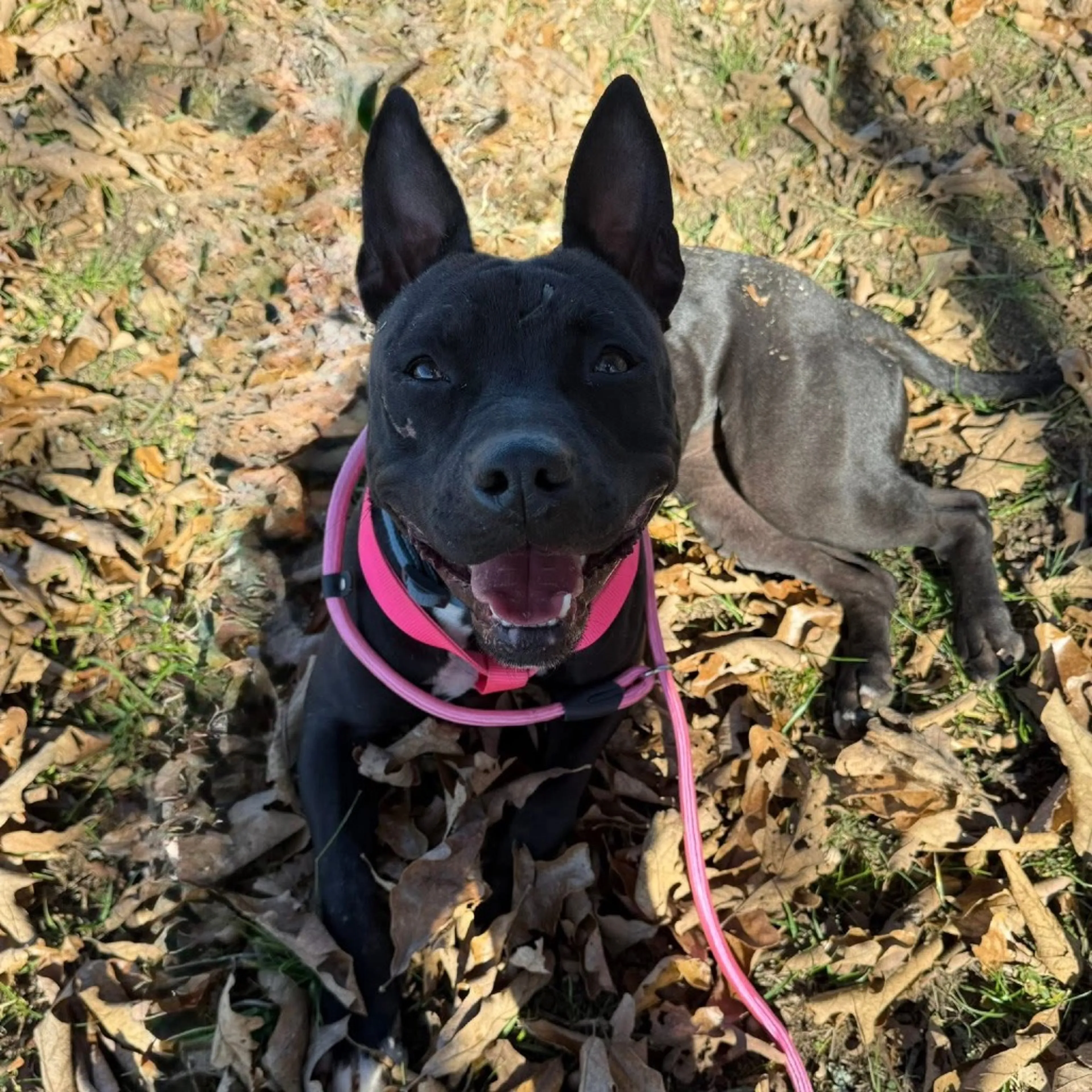 Found pet-19