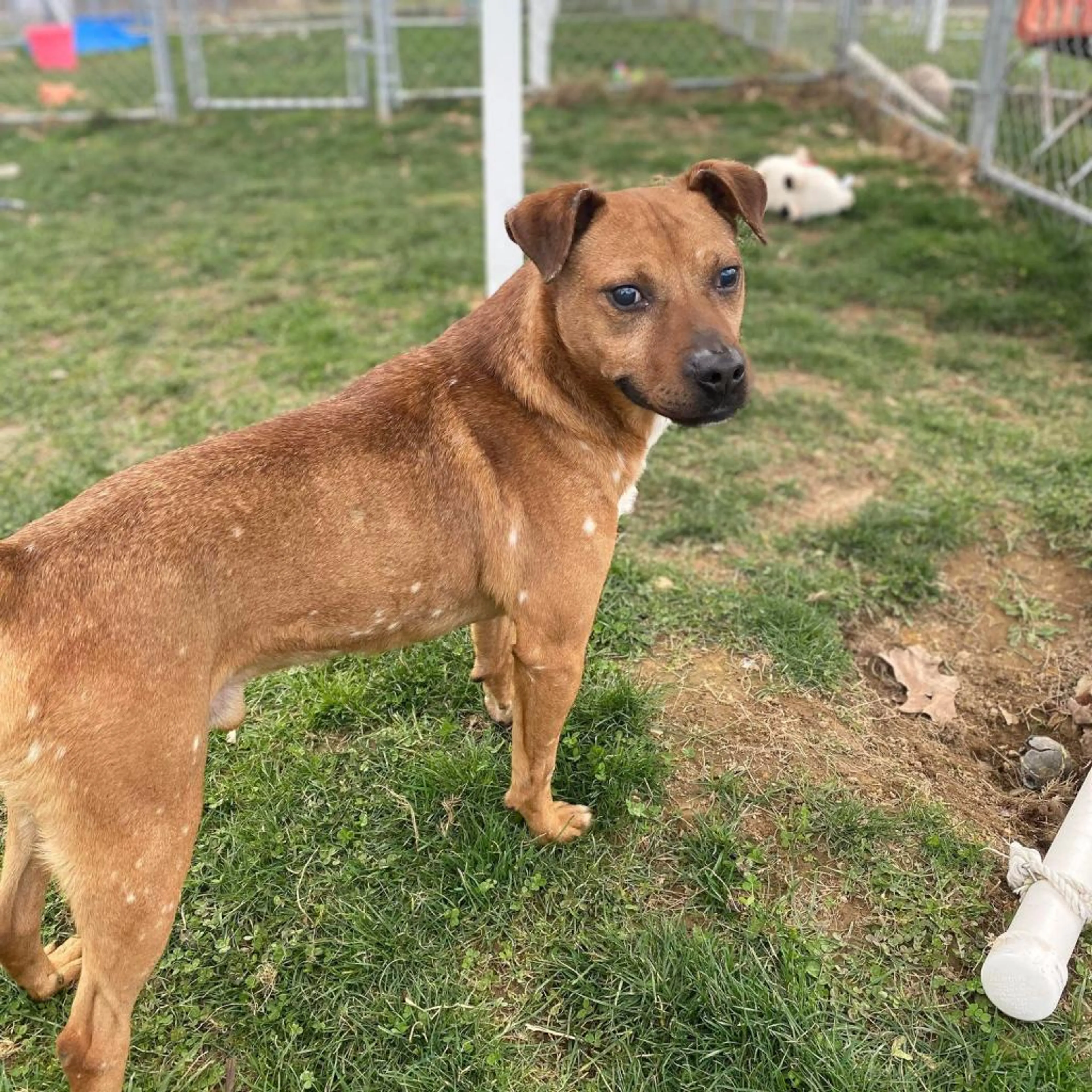Found pet-1