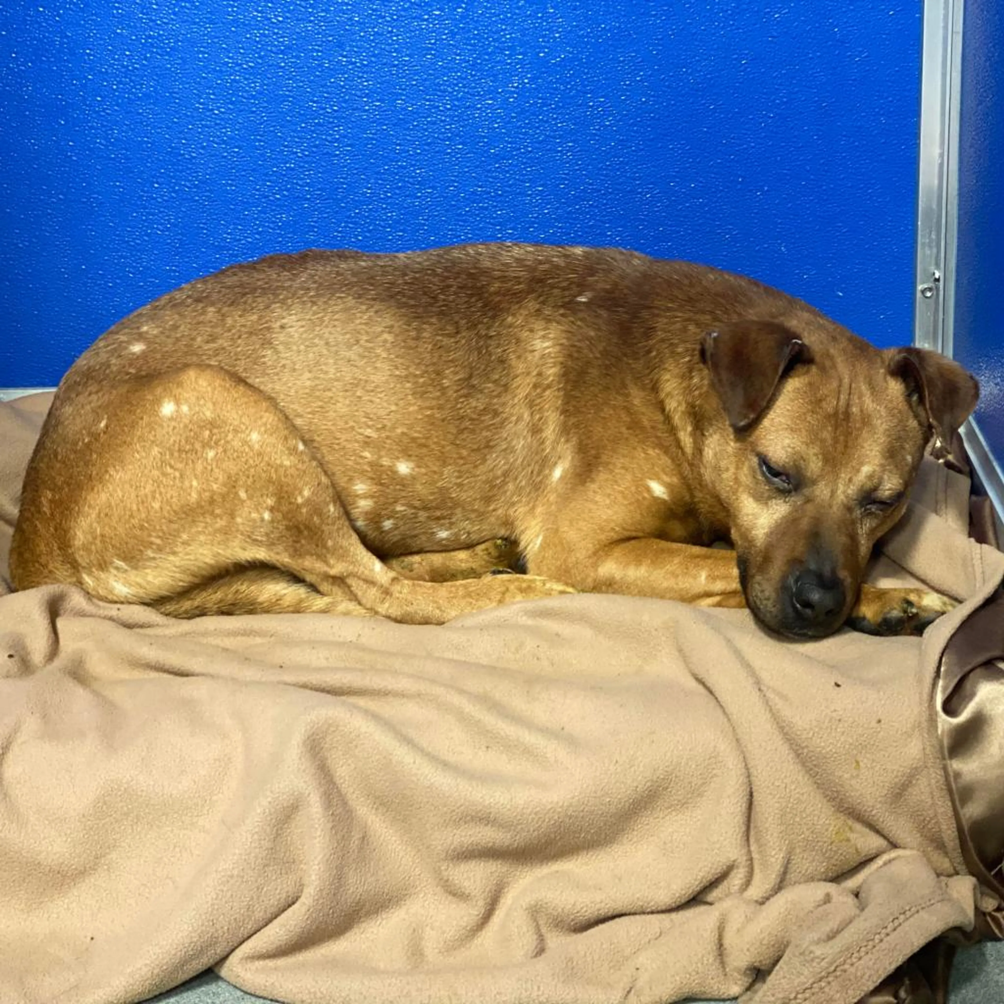 Found pet-2