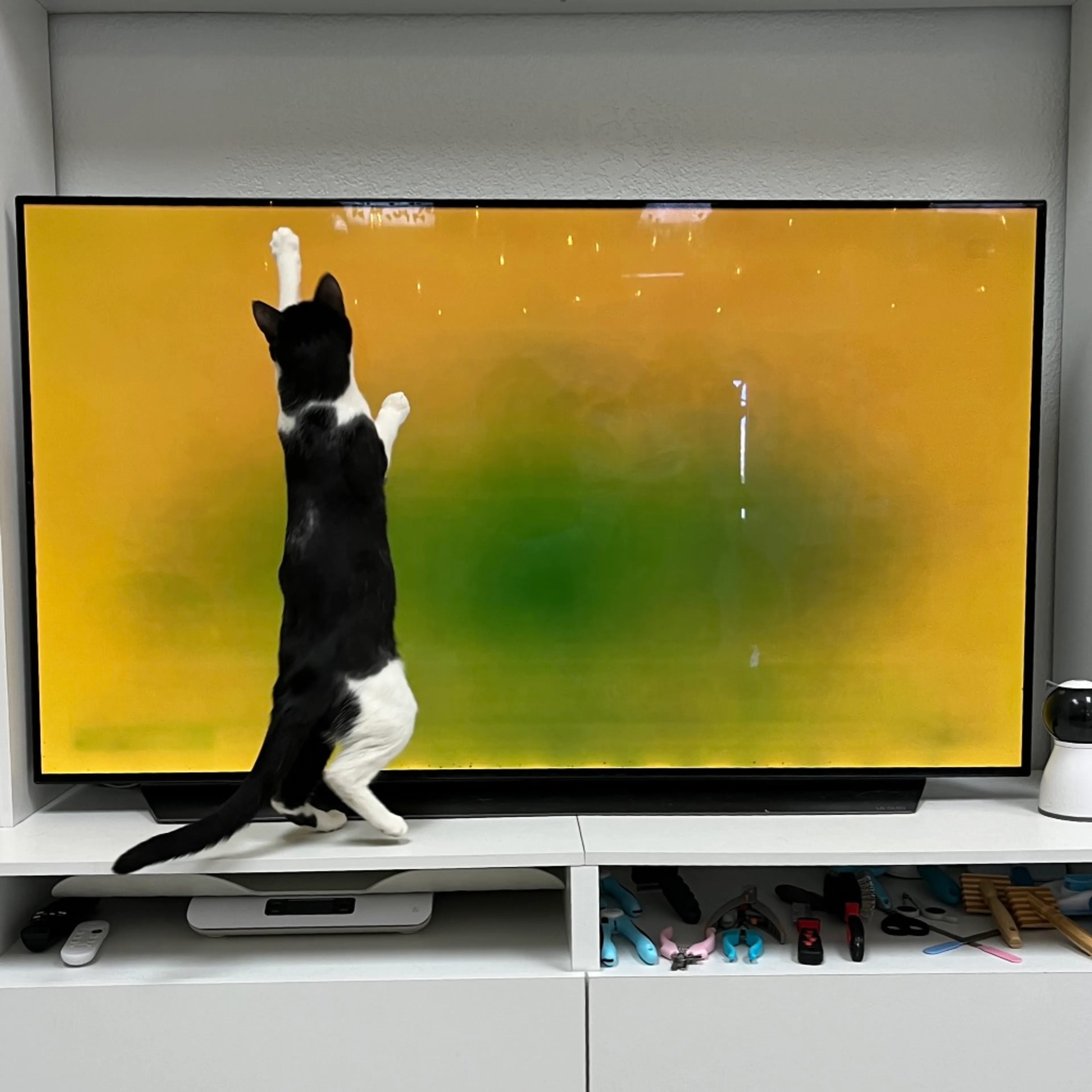 Found pet-4