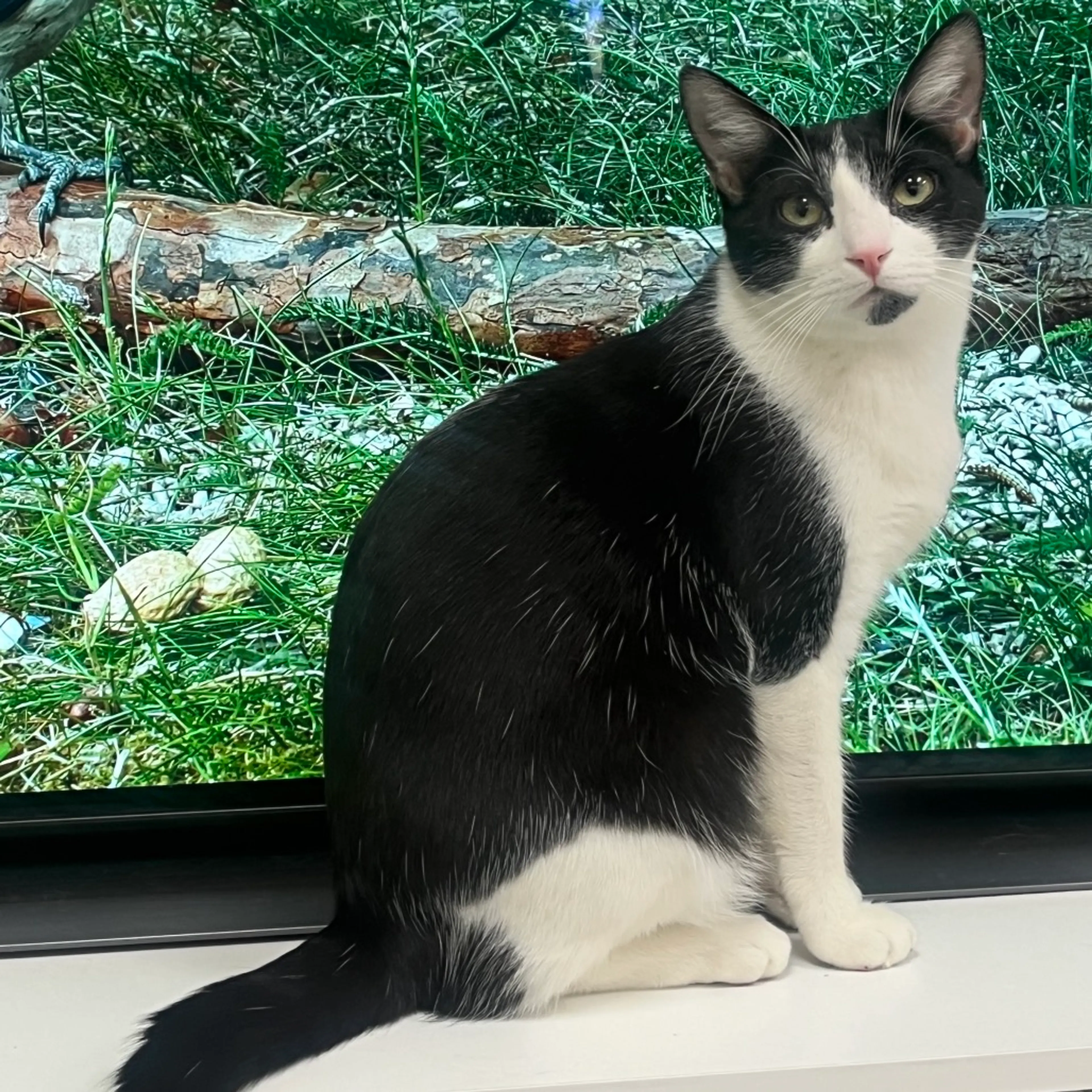 Found pet-3