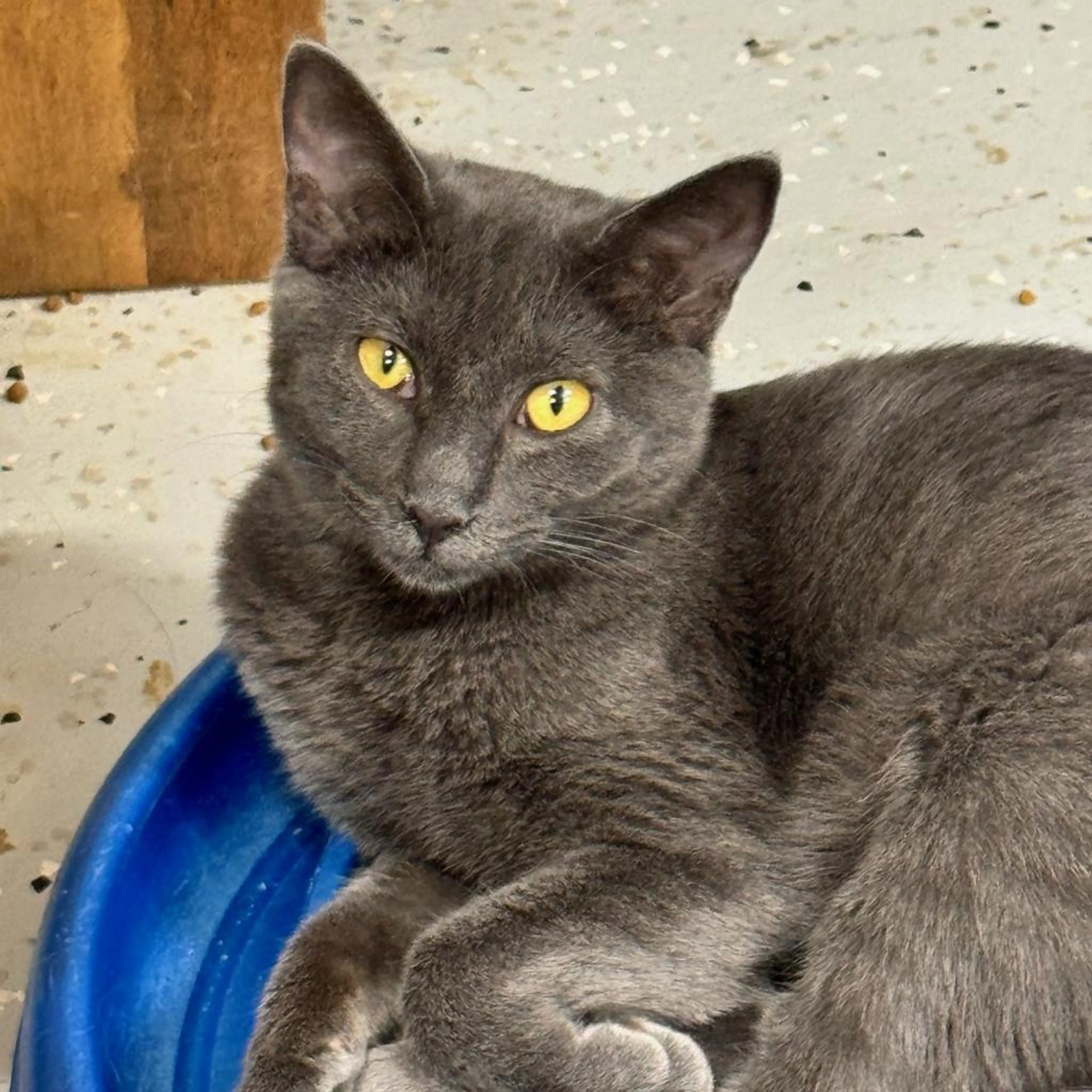 Found pet-0
