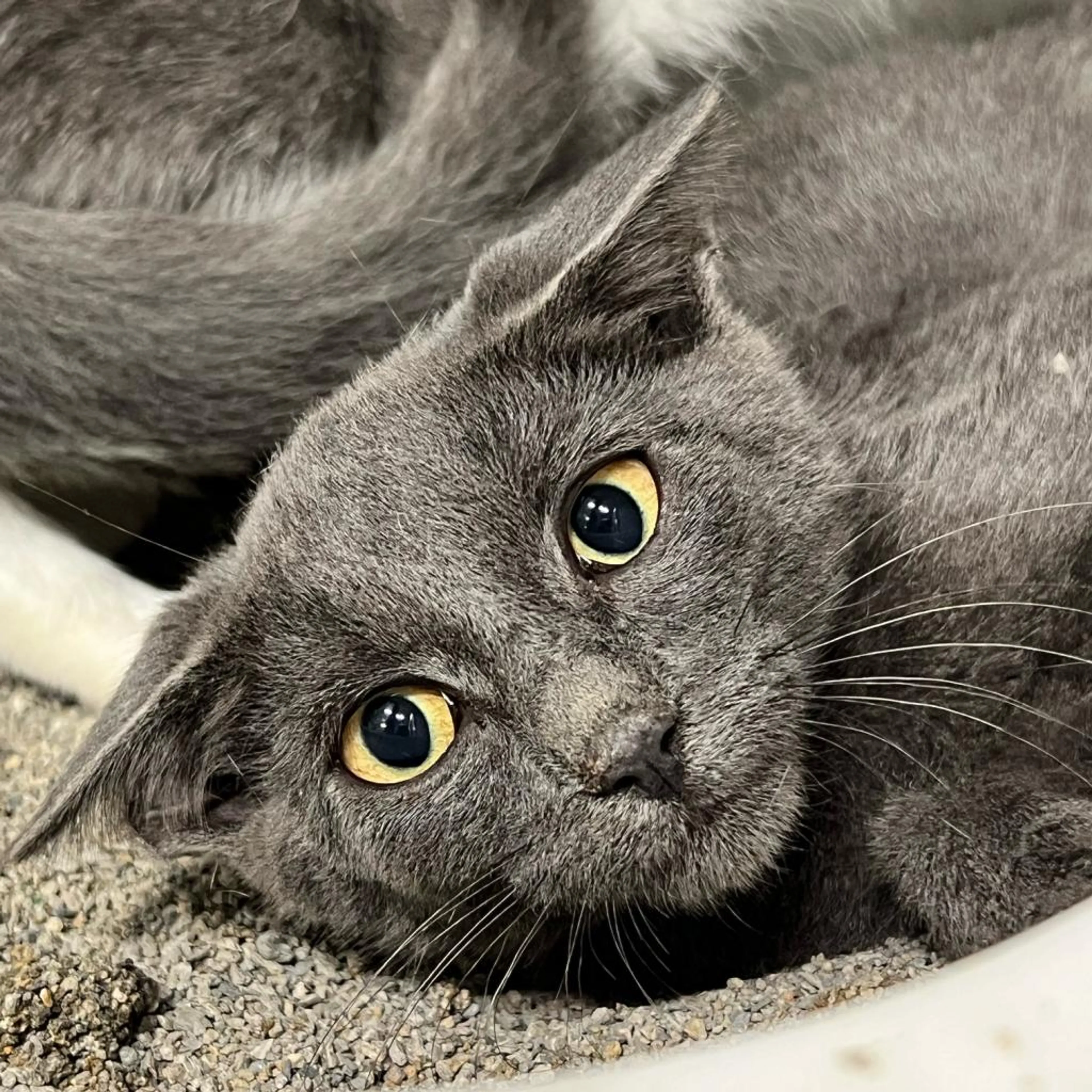 Found pet-1