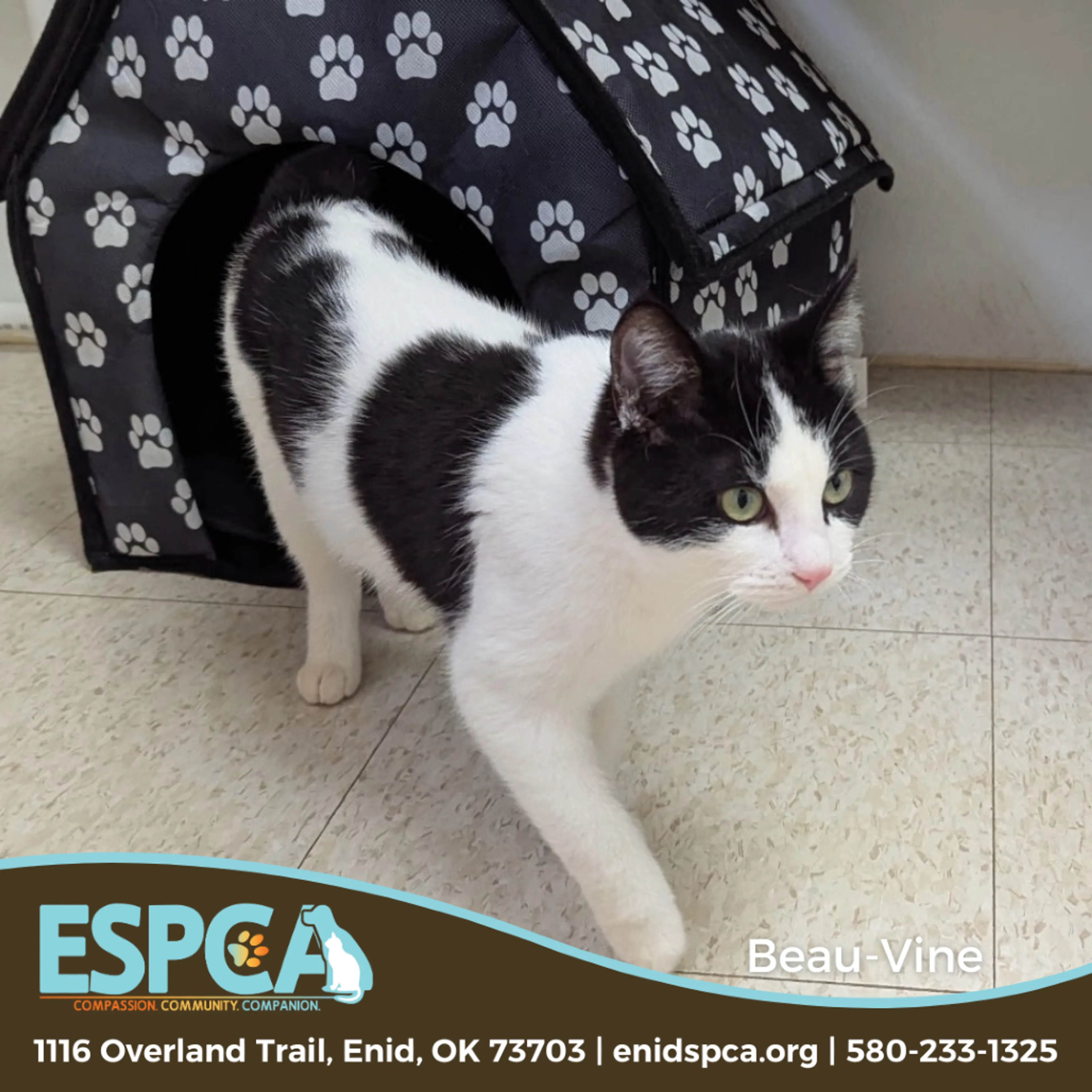 Found pet-2