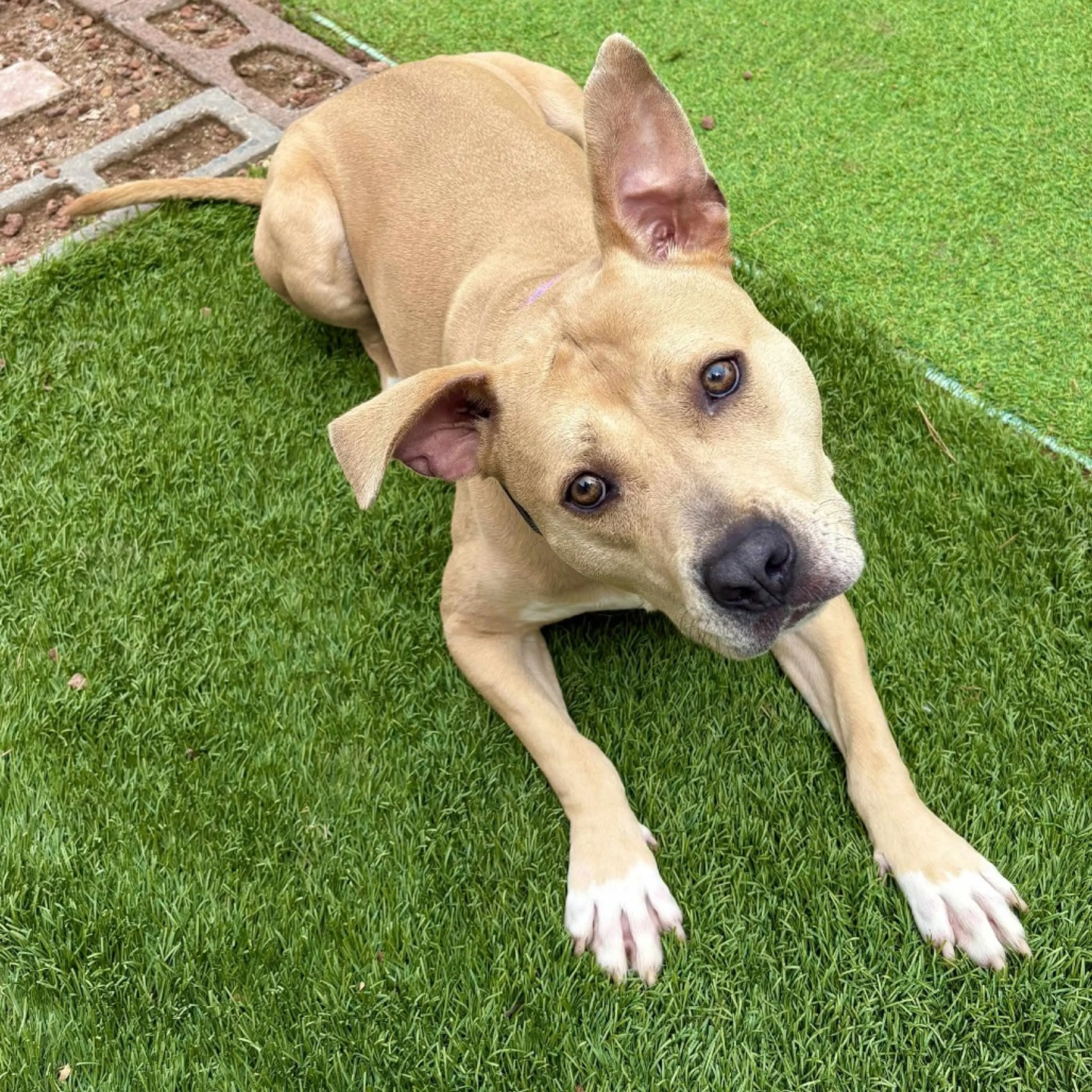 cdn image