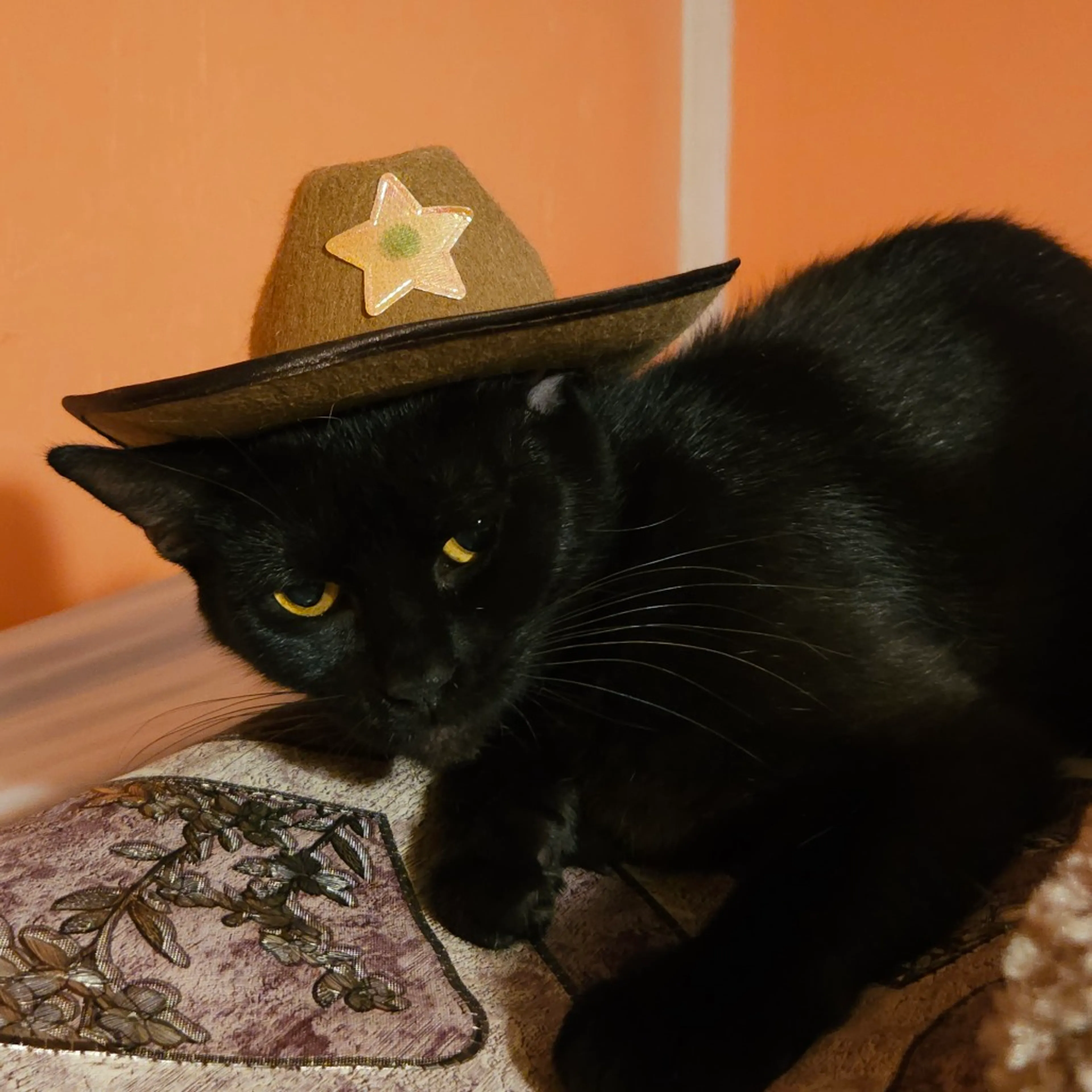 Found pet-5