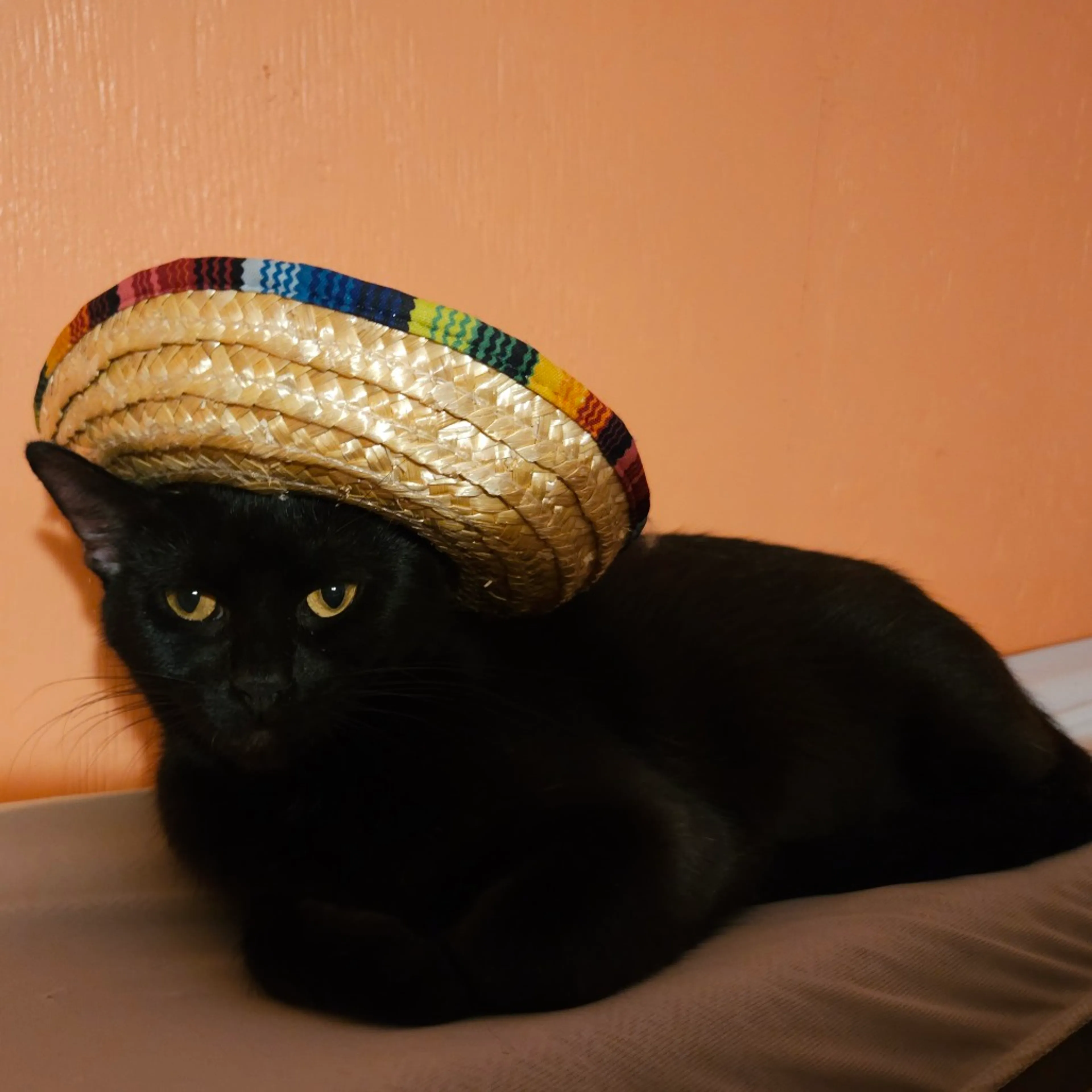 Found pet-4