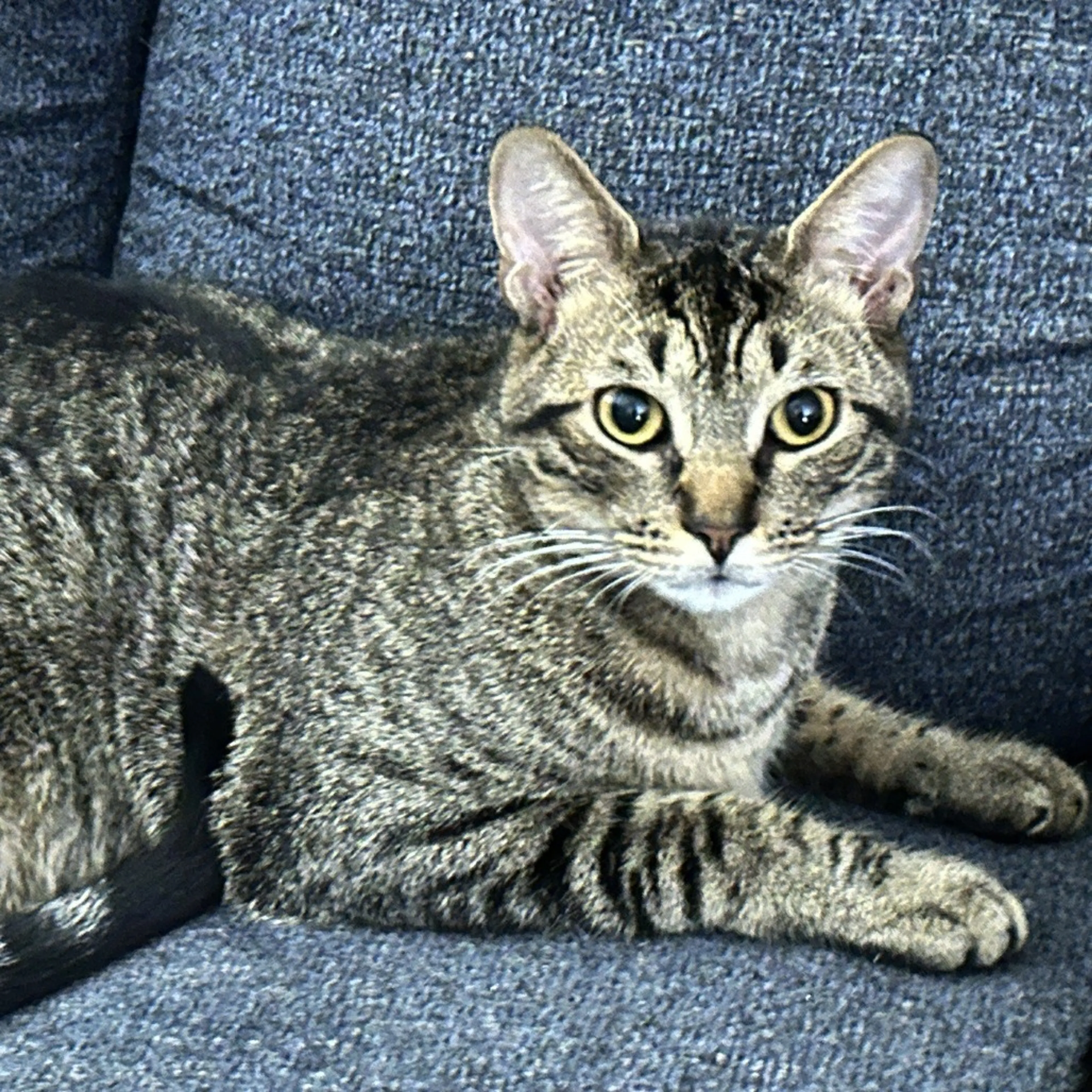 Found pet-2