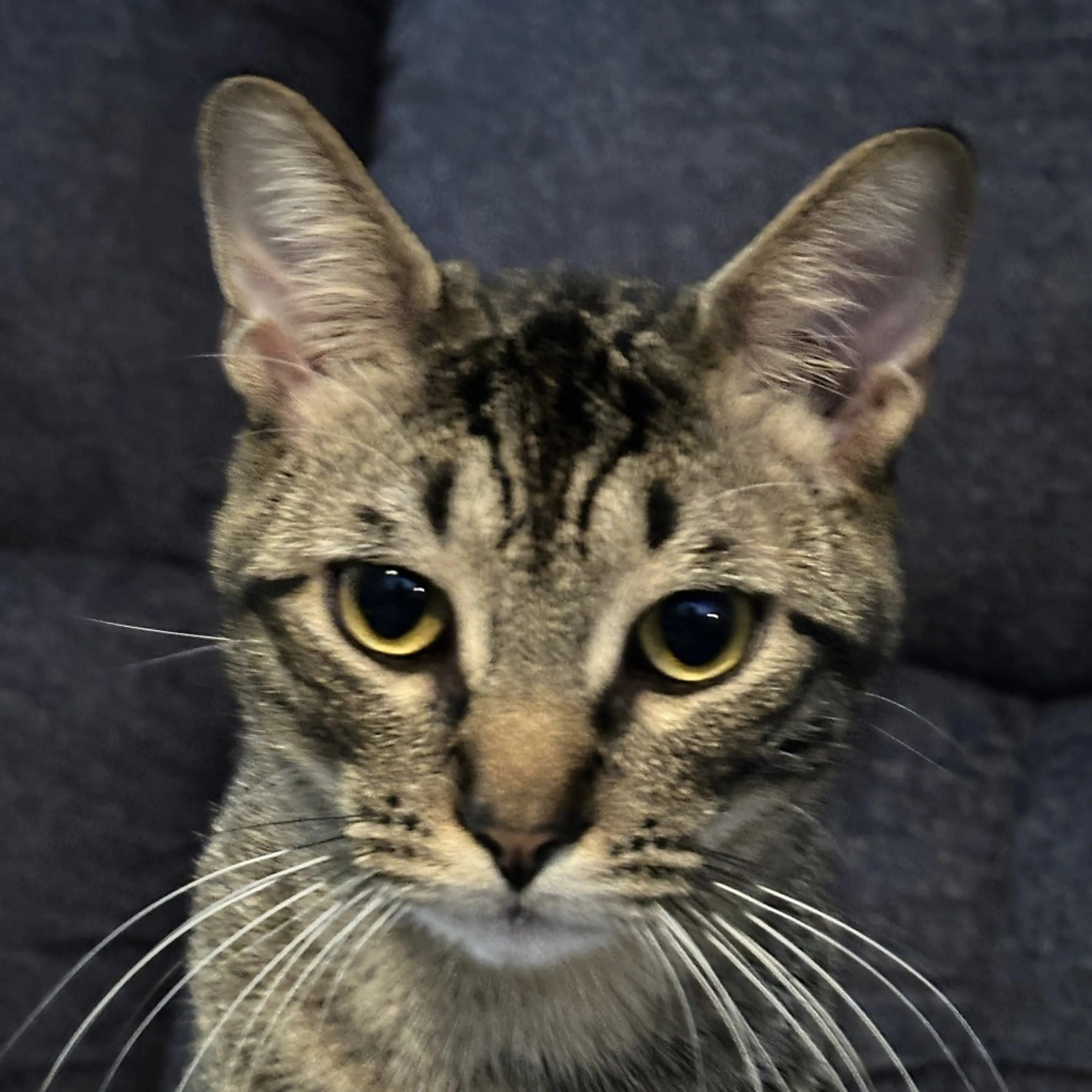Found pet-3