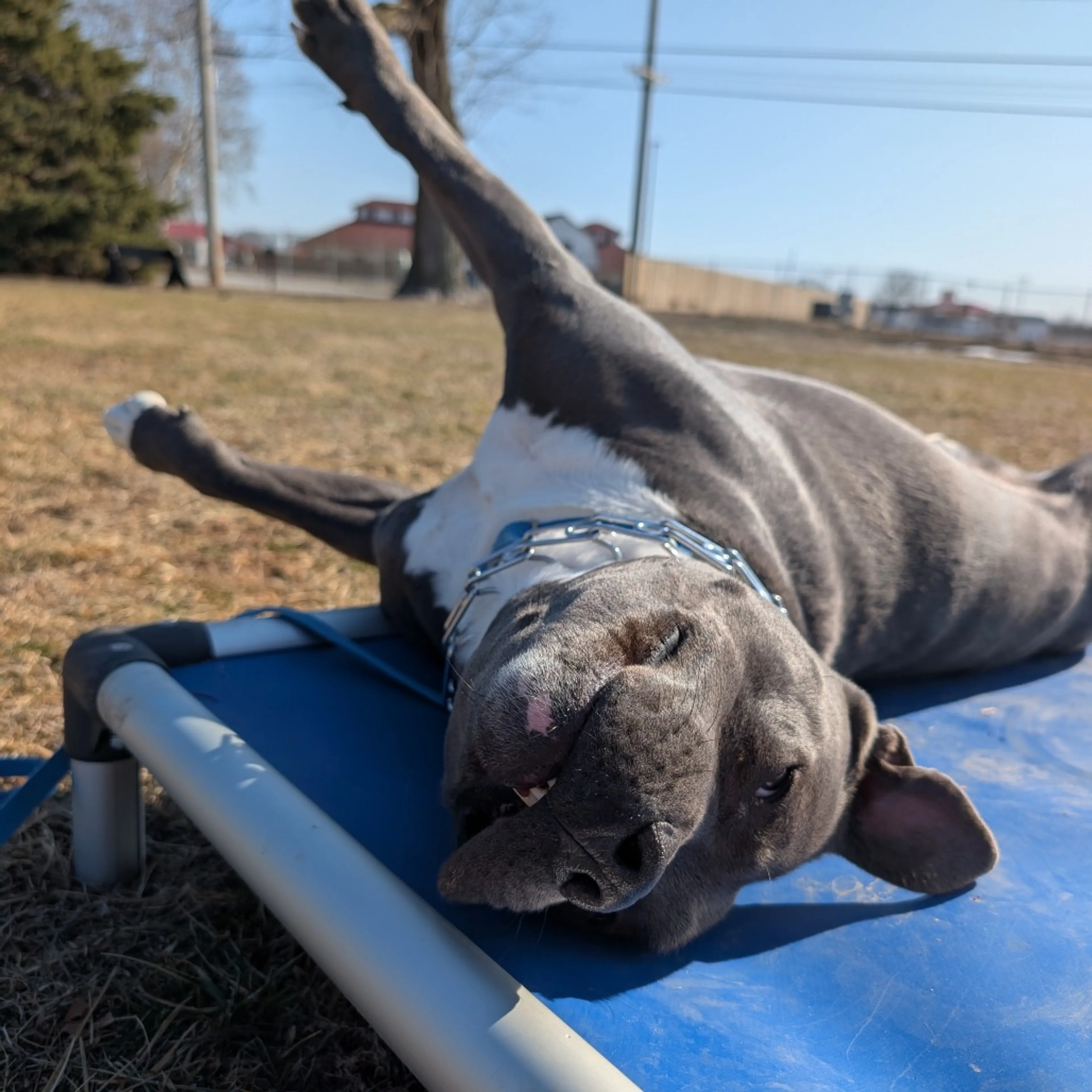 Found pet-18