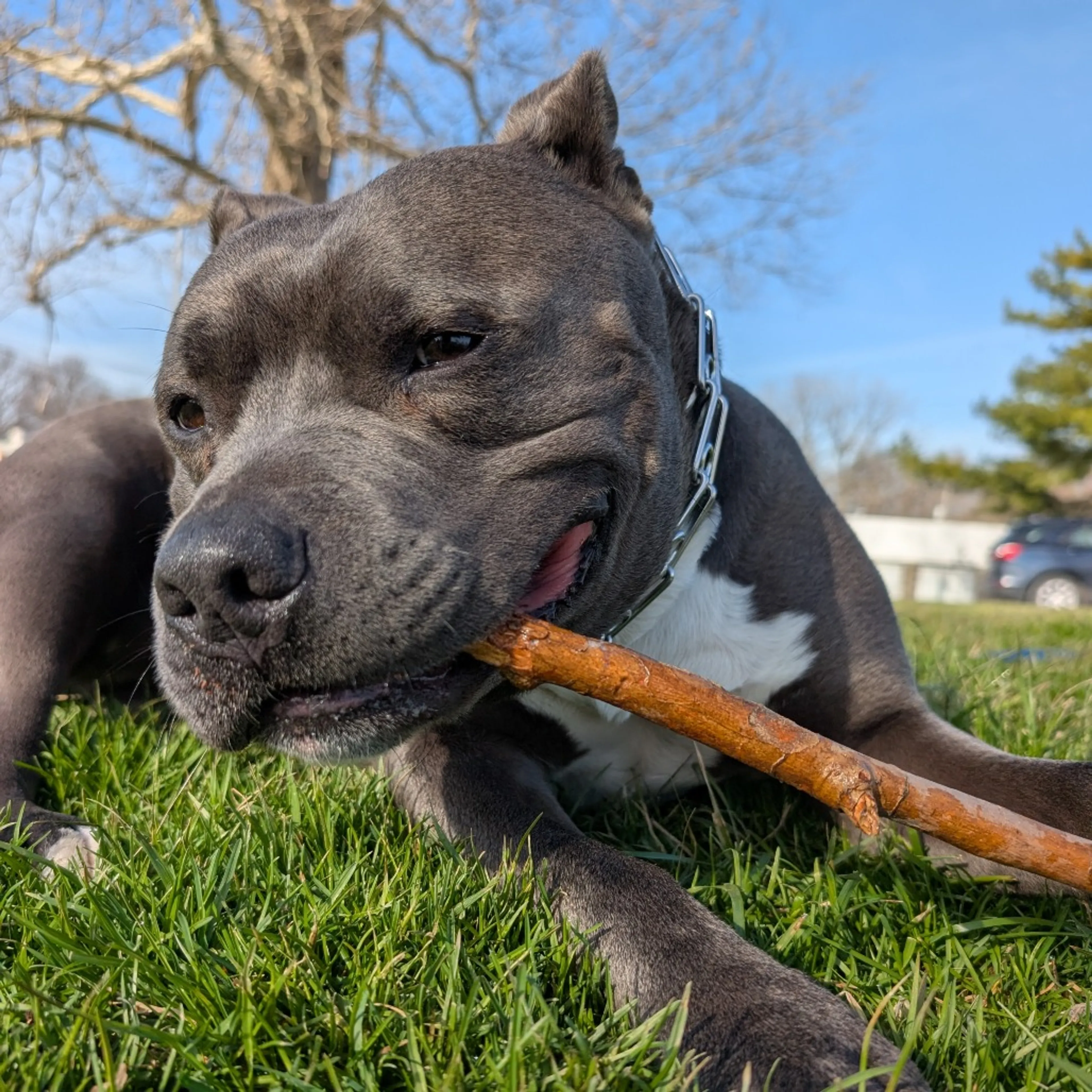 Found pet-17