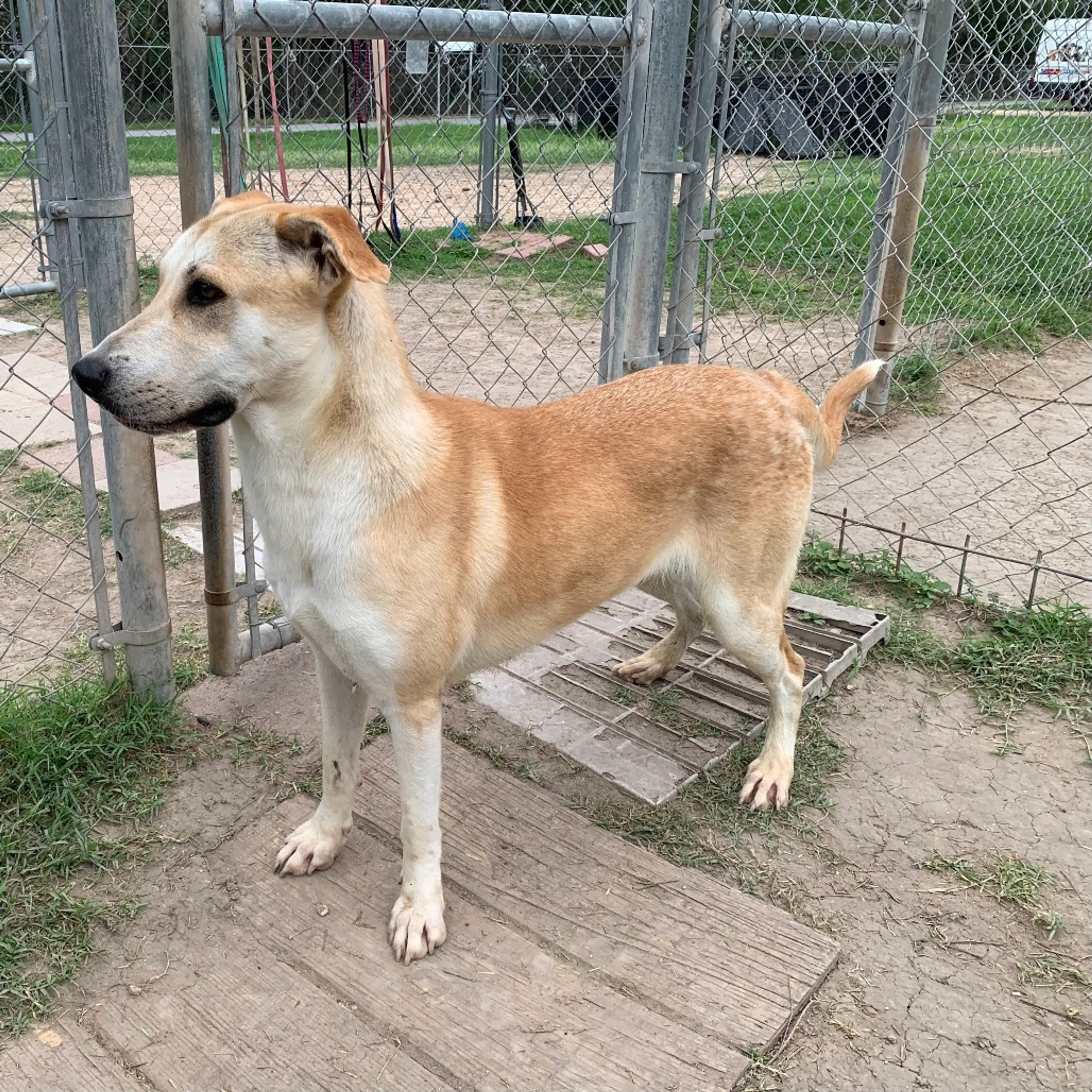 Found pet-7
