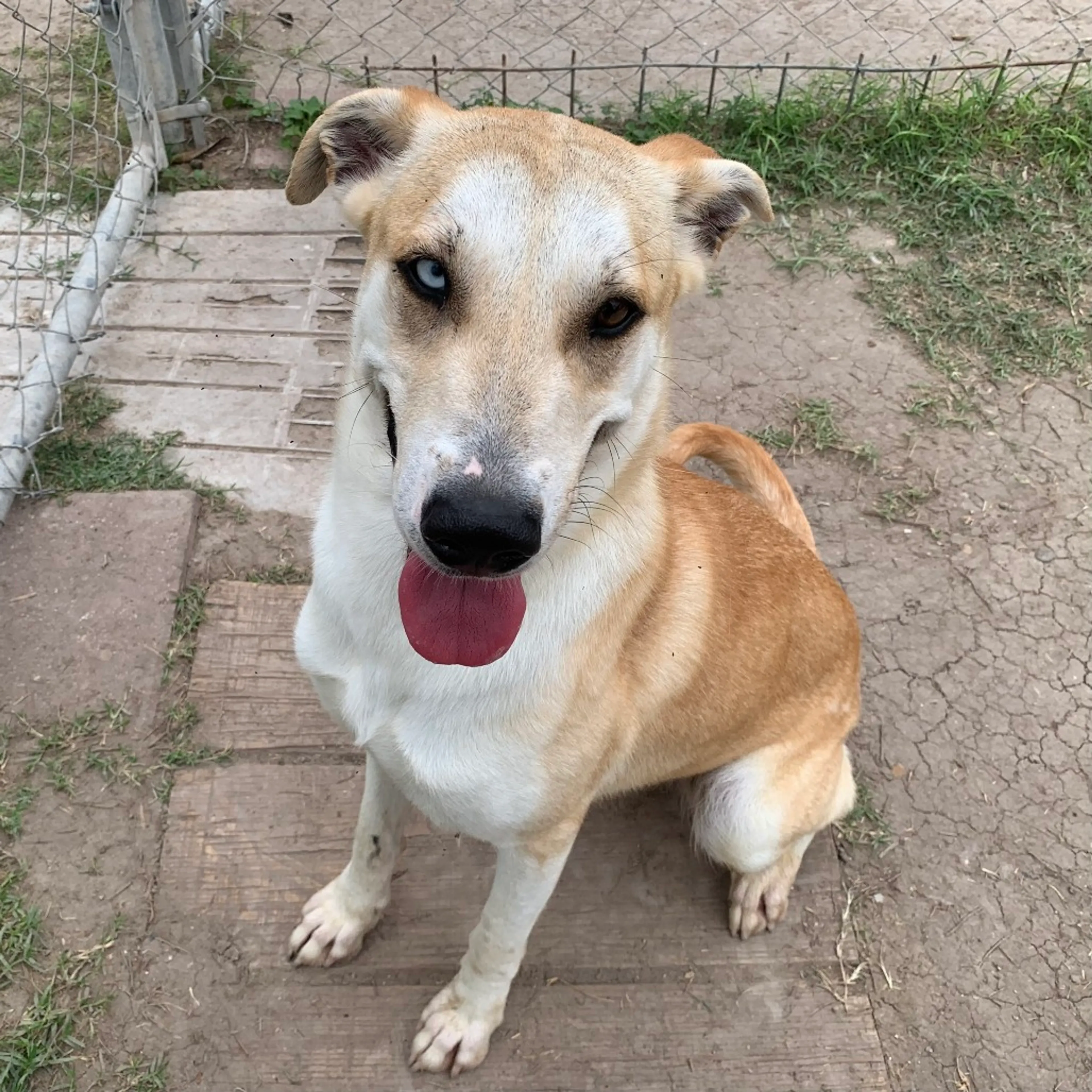 Found pet-8