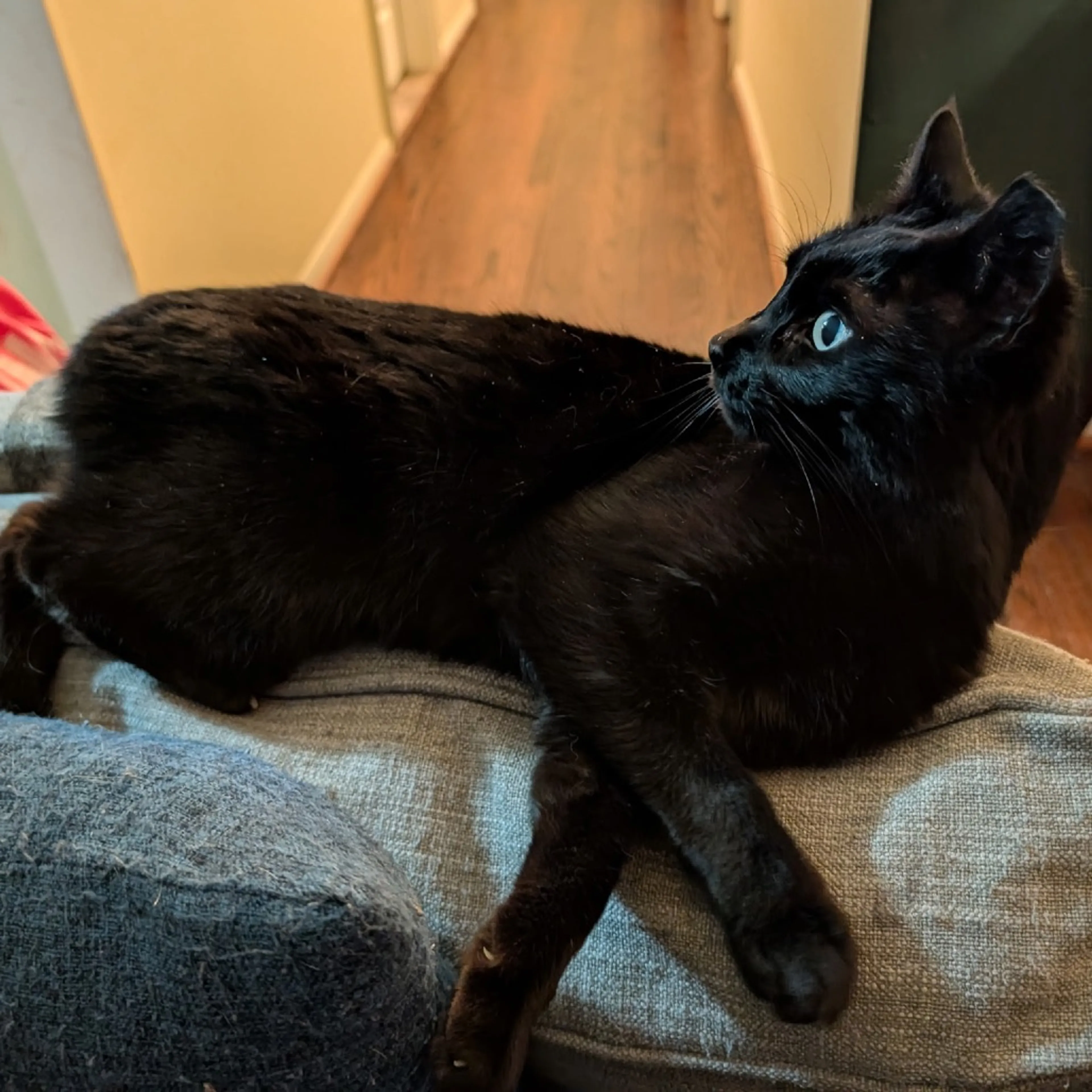 Found pet-18