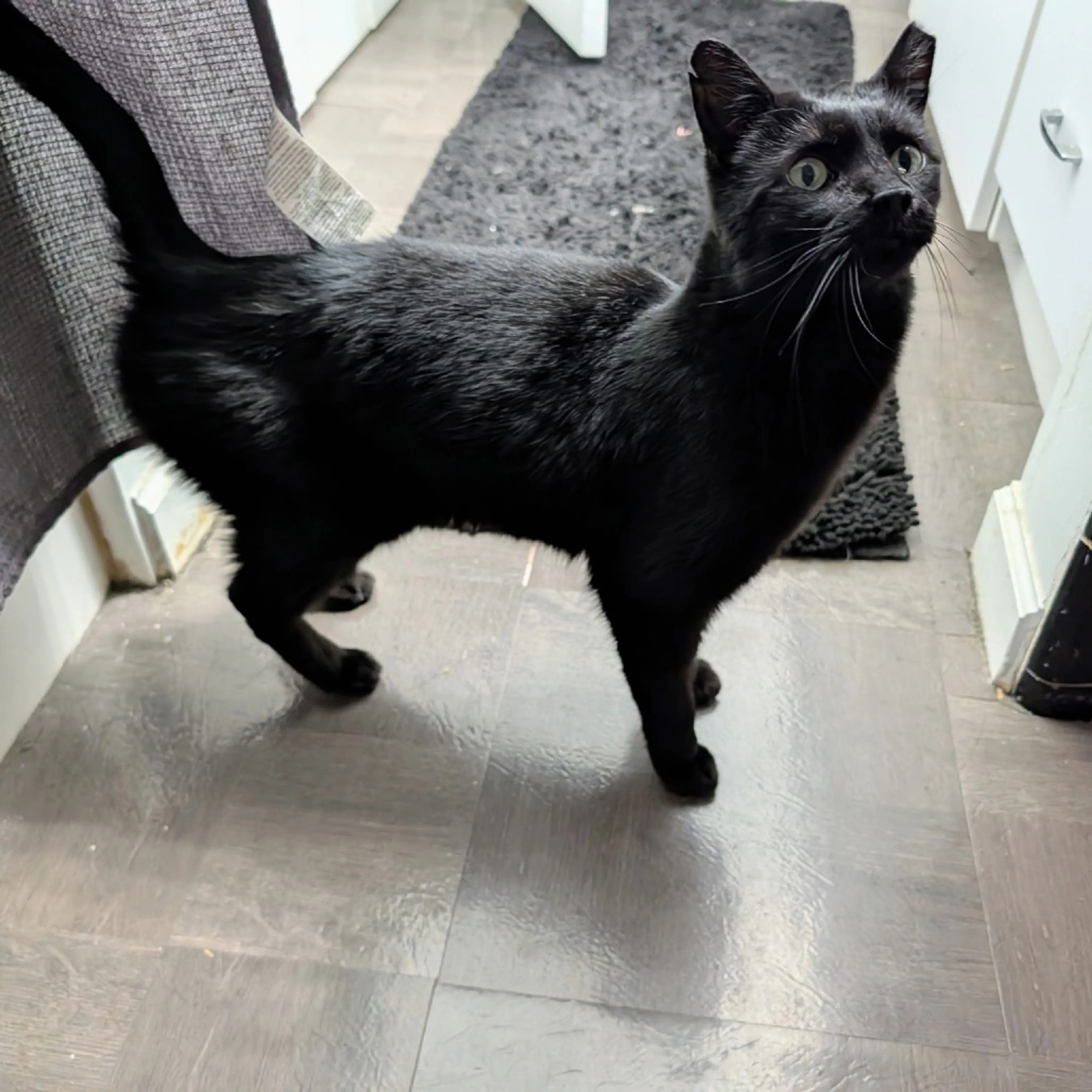 Found pet-17