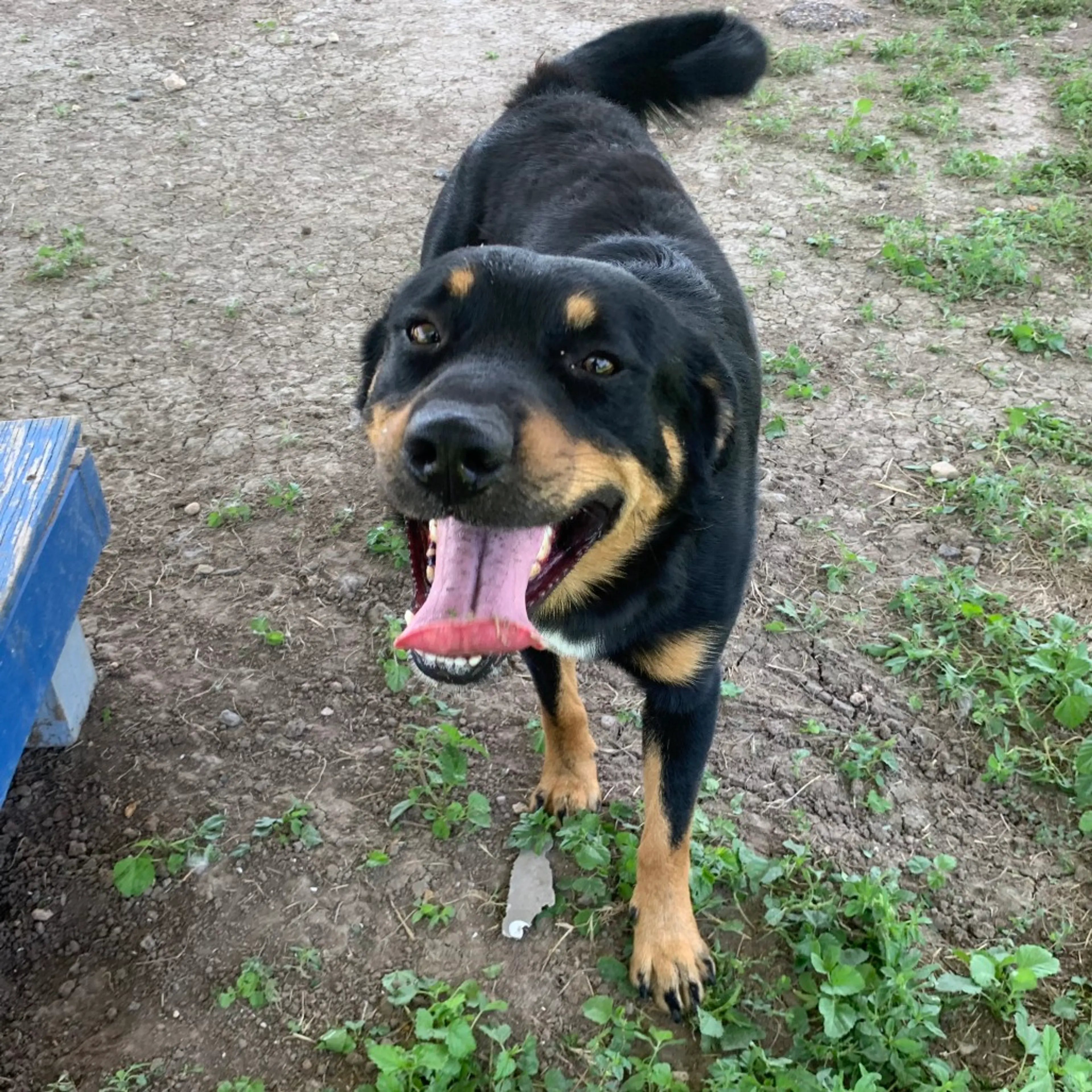 Found pet-6