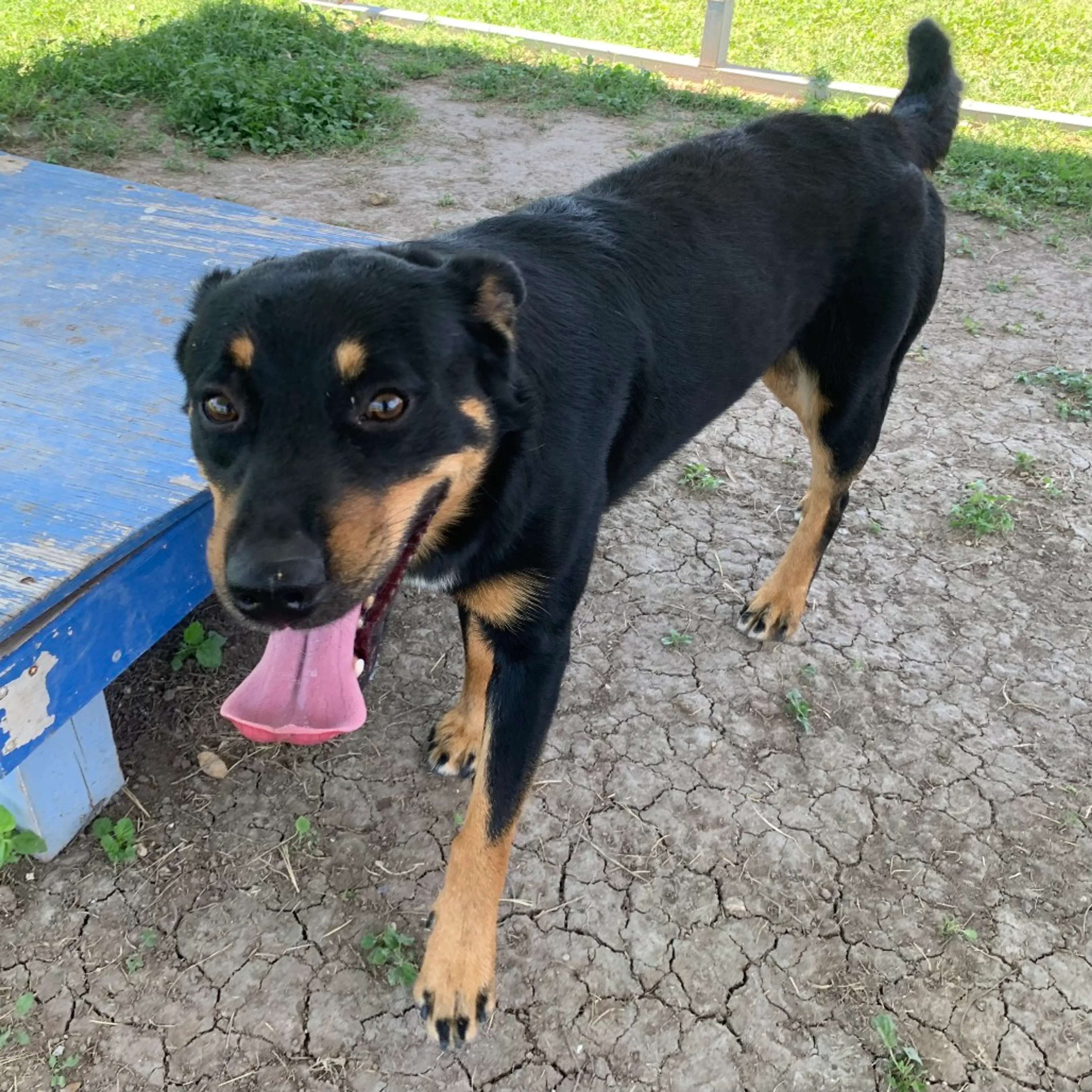 Found pet-7