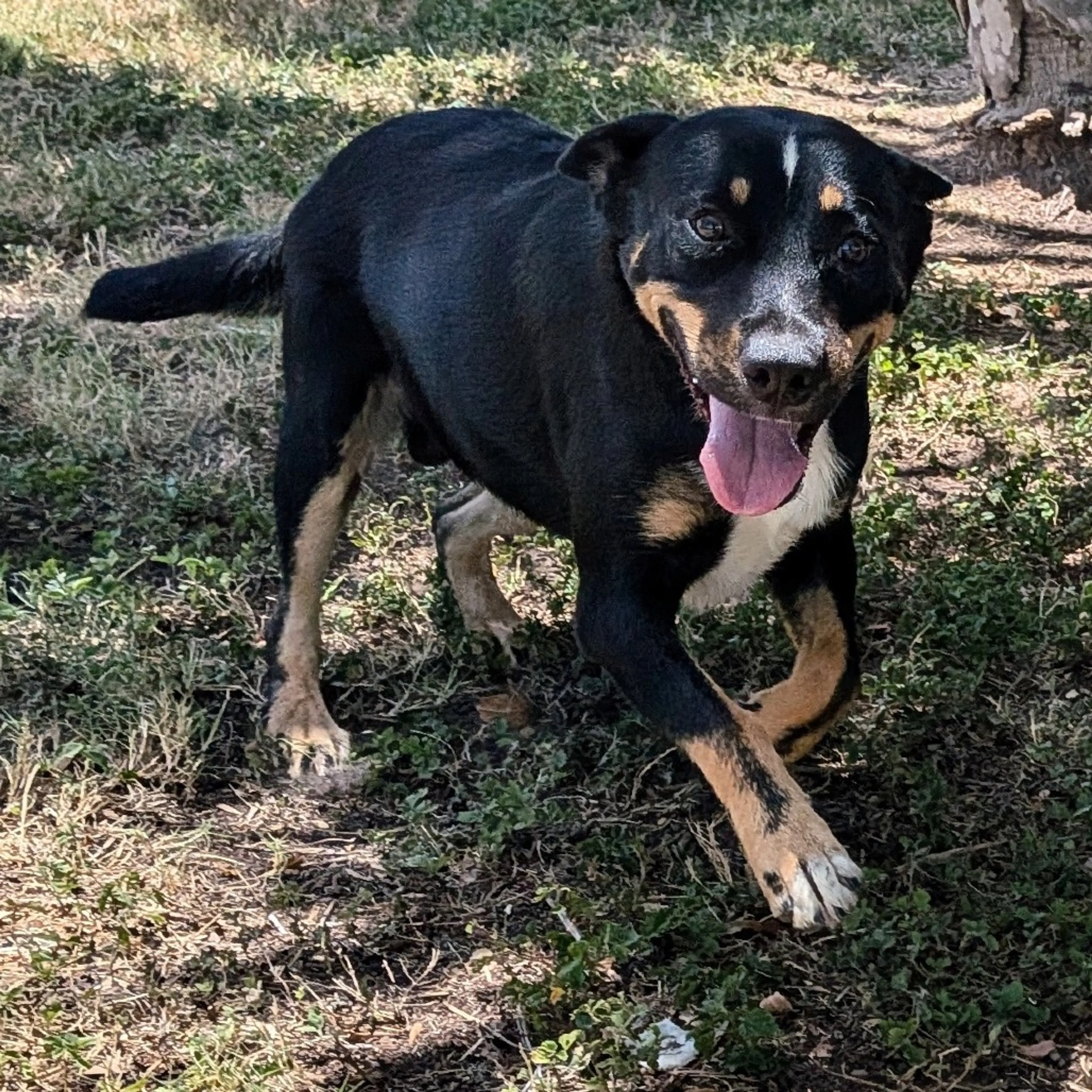 Found pet-4