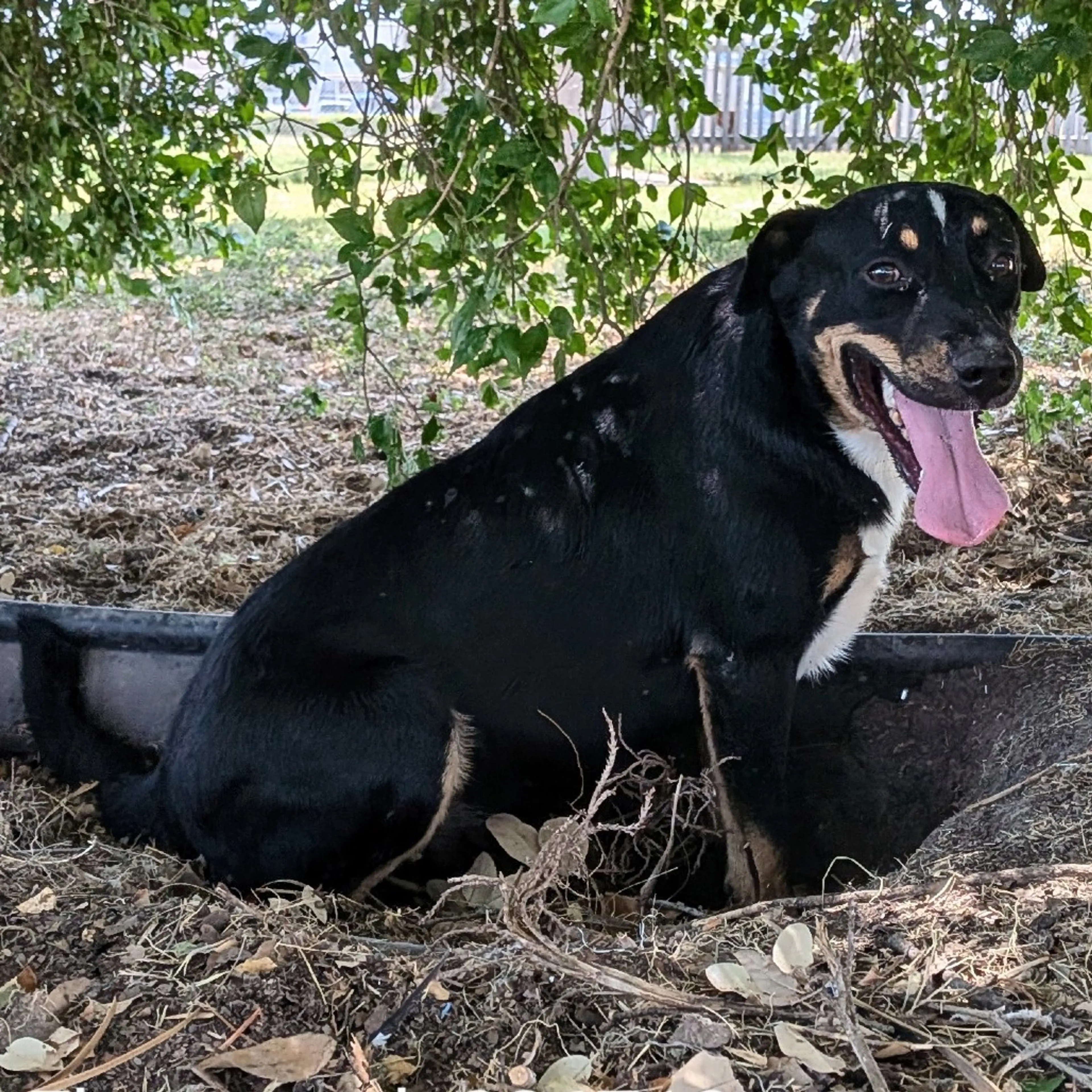 Found pet-5