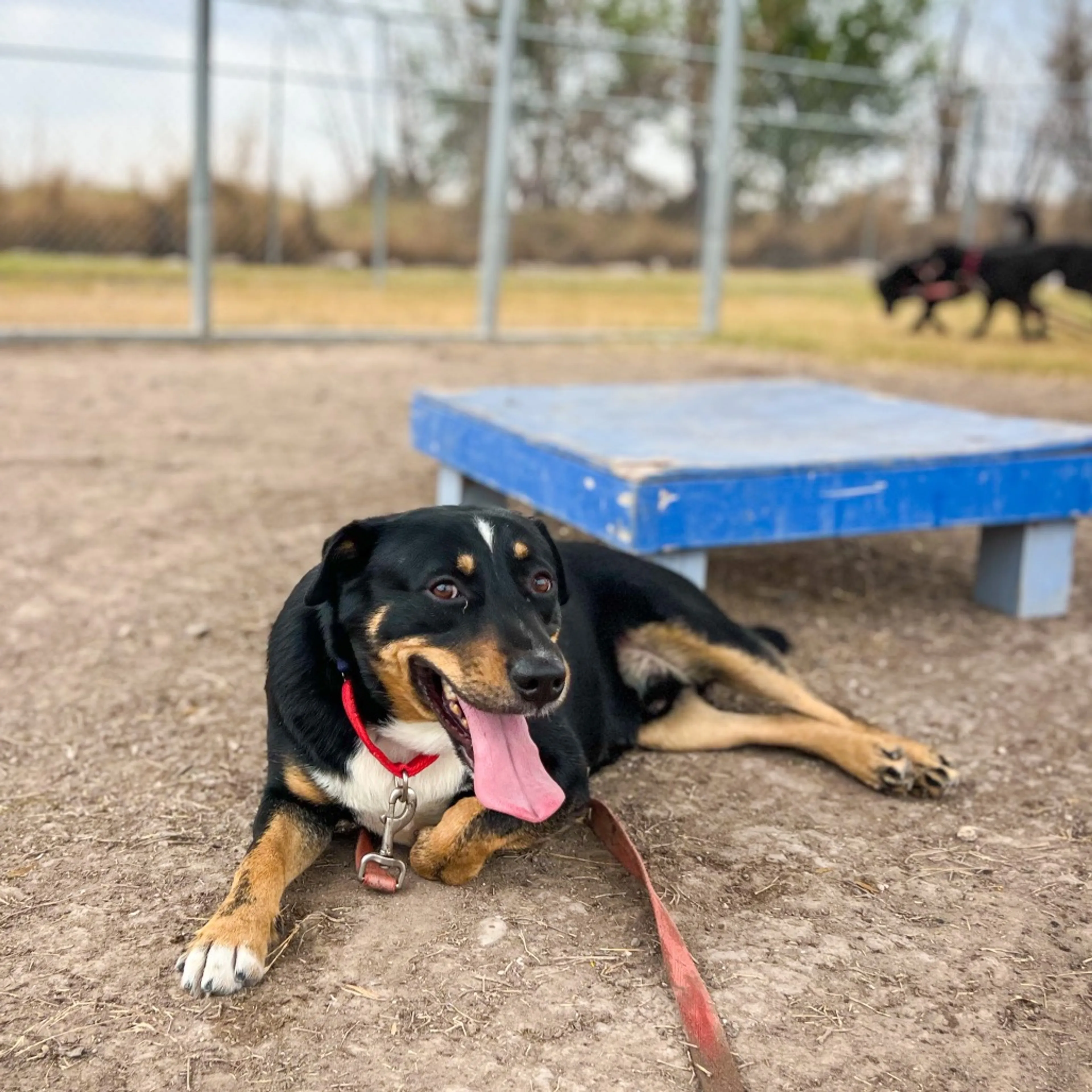 Found pet-6