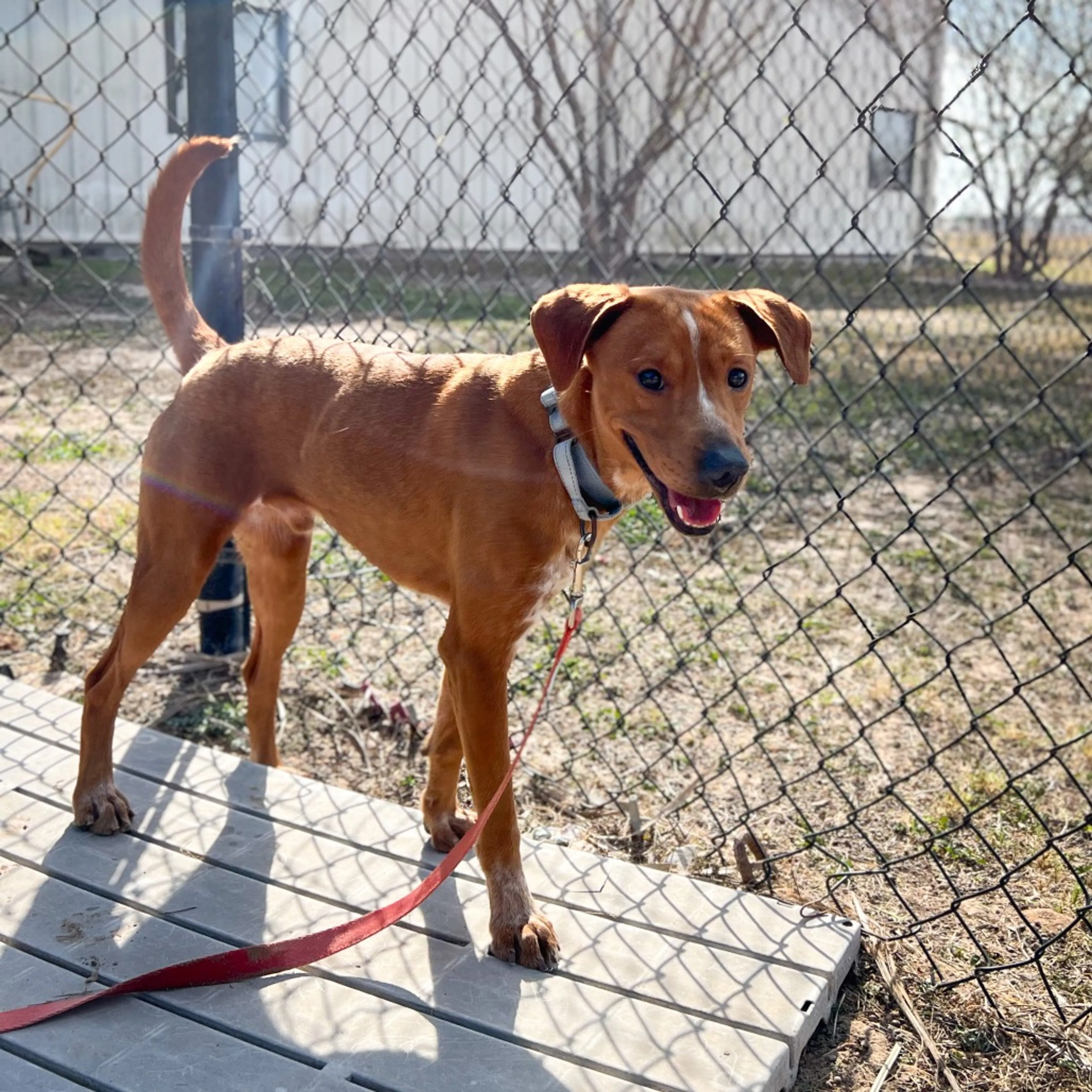 Found pet-3
