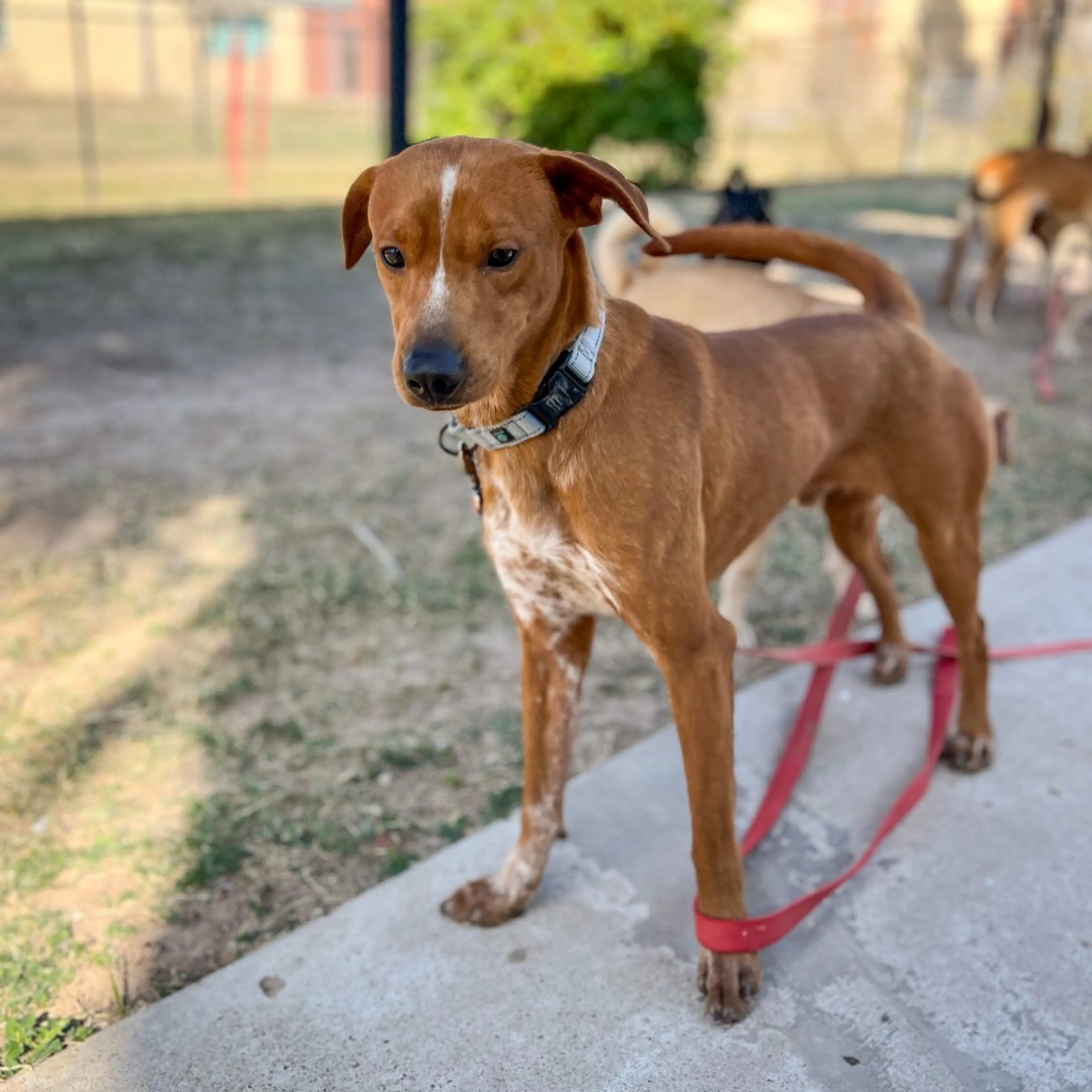 Found pet-4