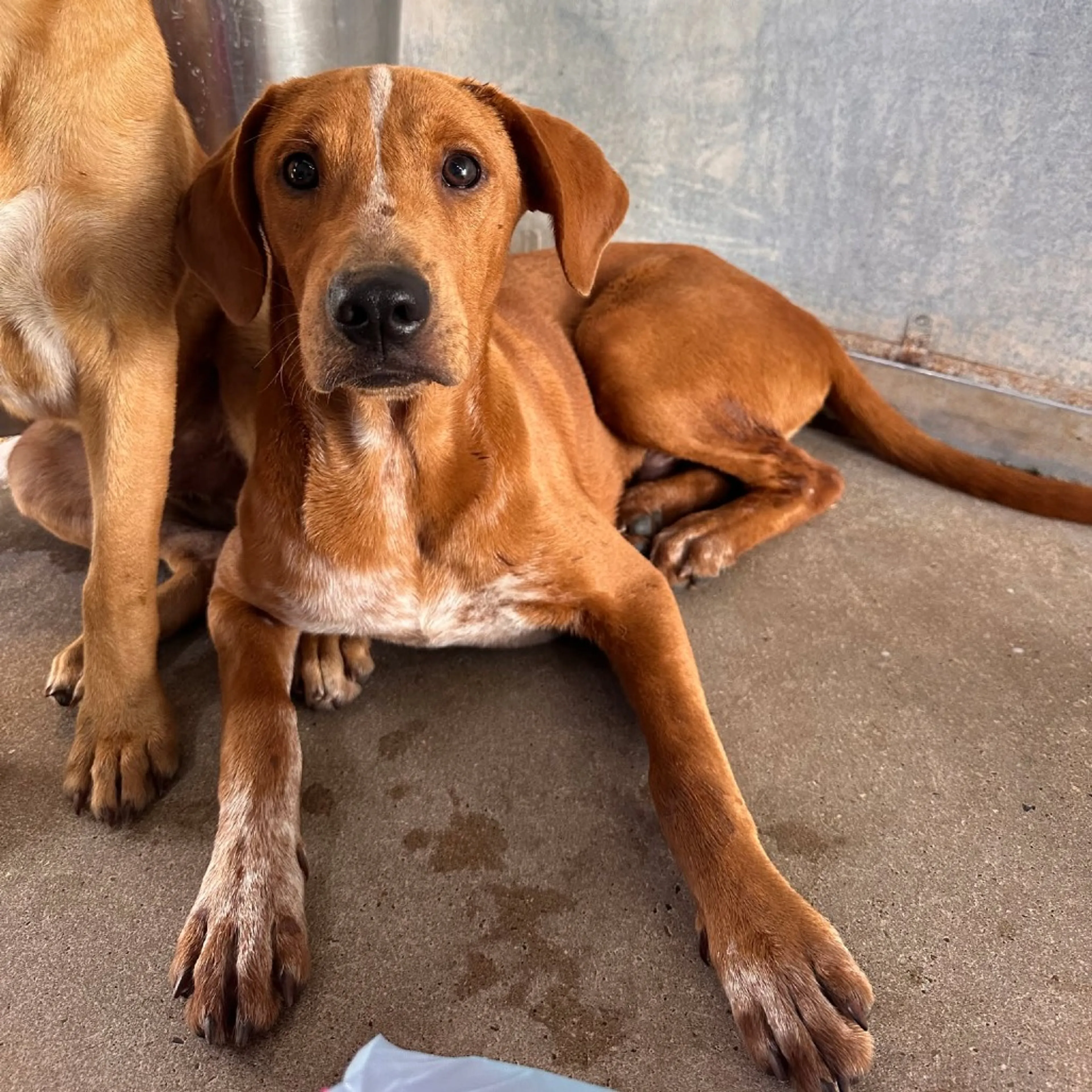 Found pet-1