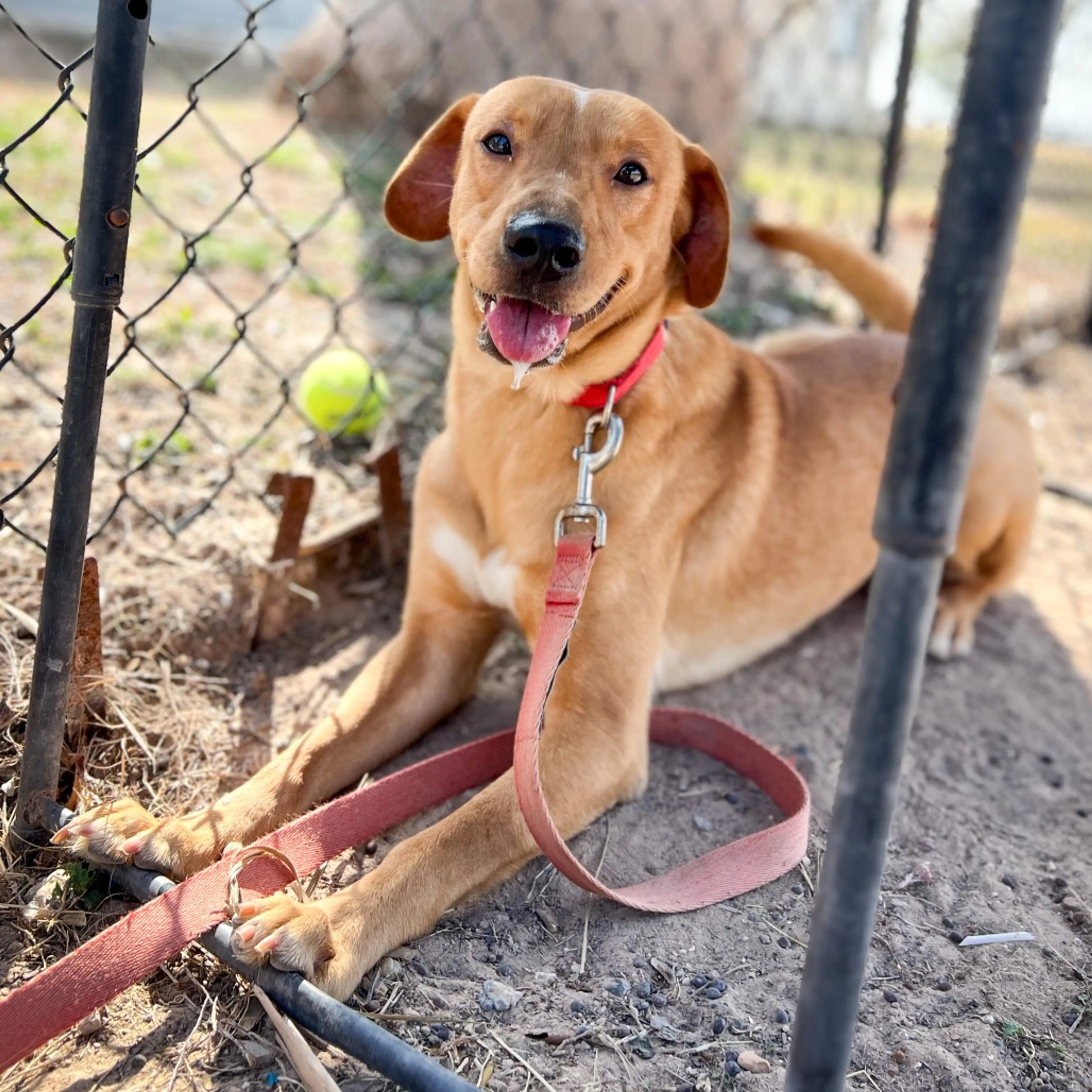 Found pet-4