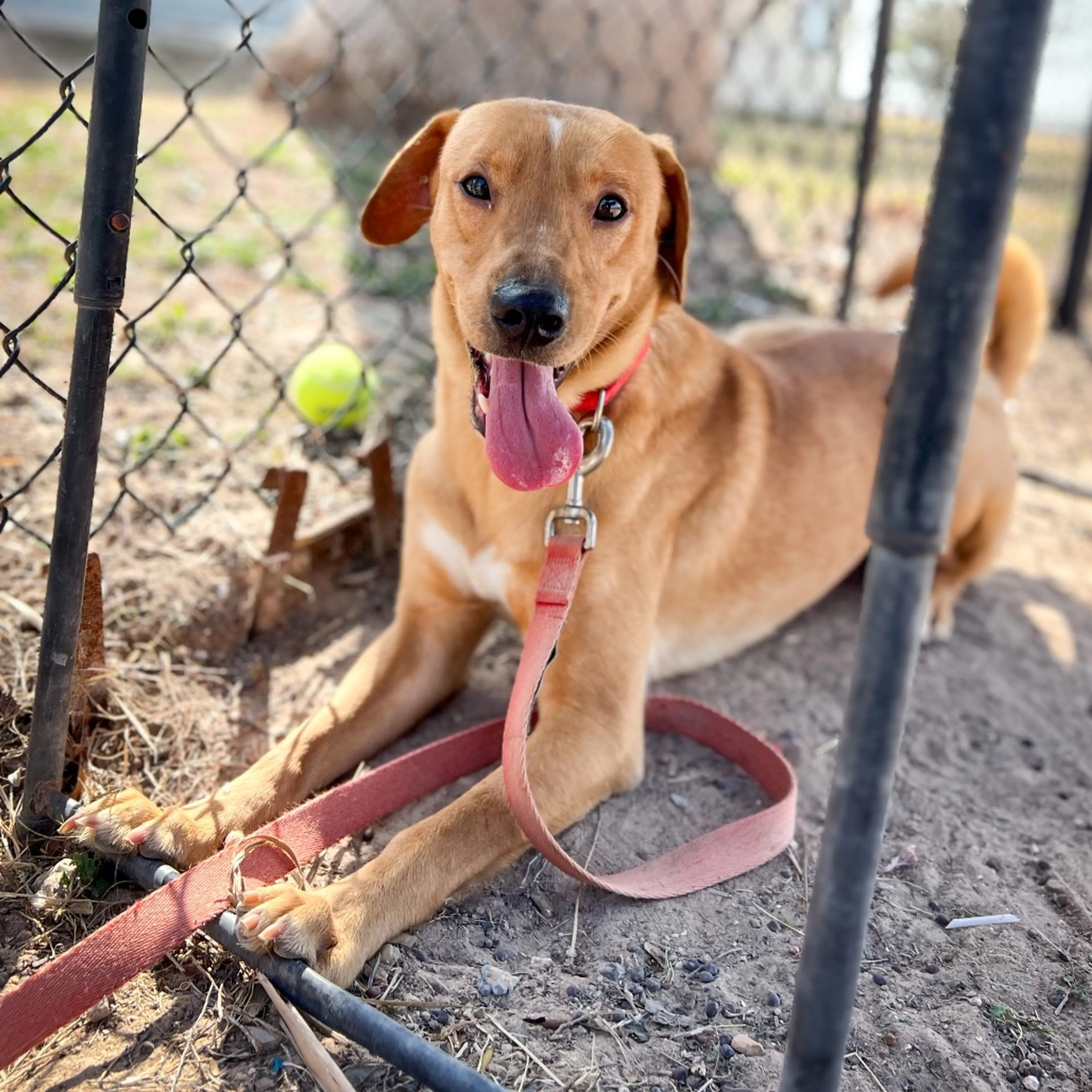 Found pet-3