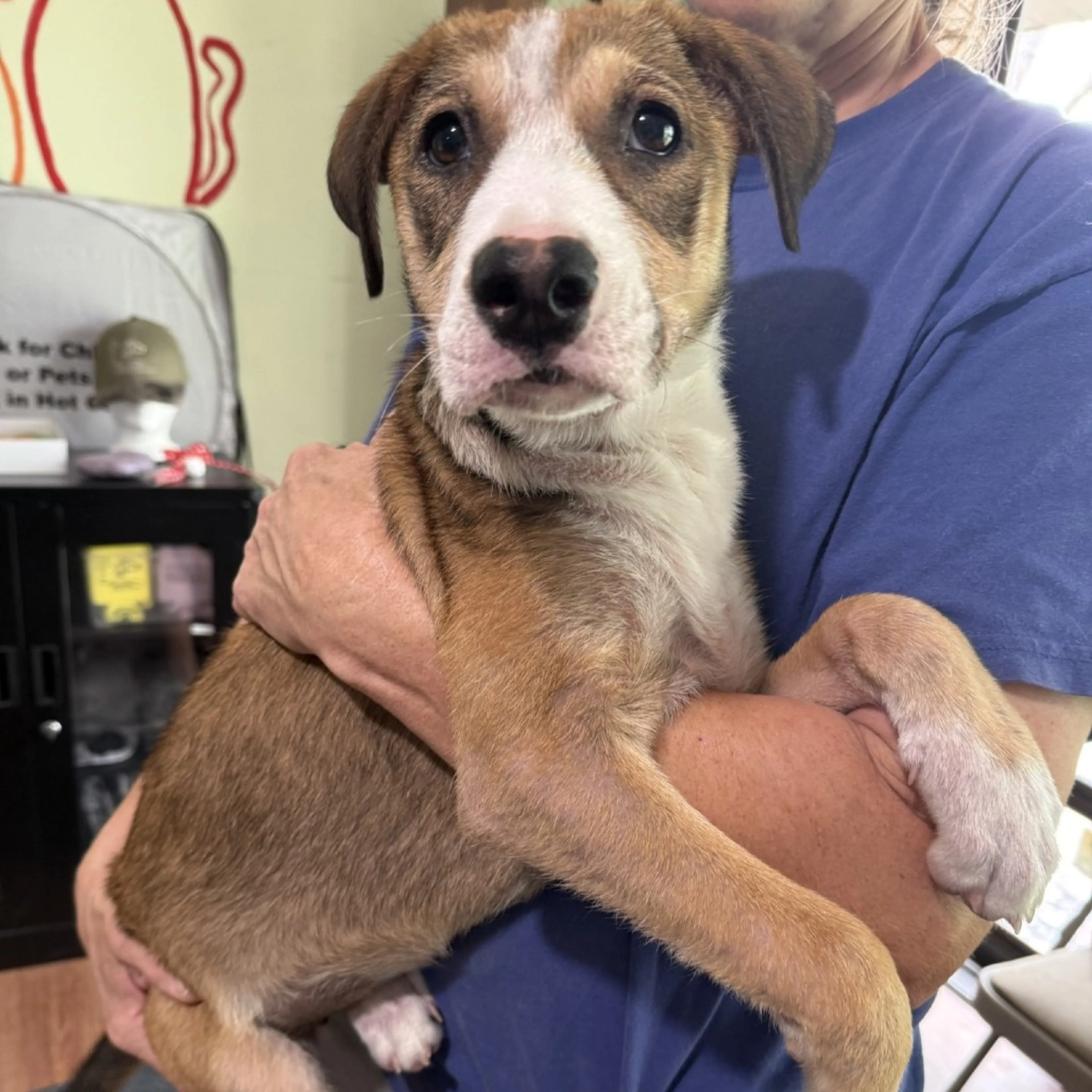 Found pet-2