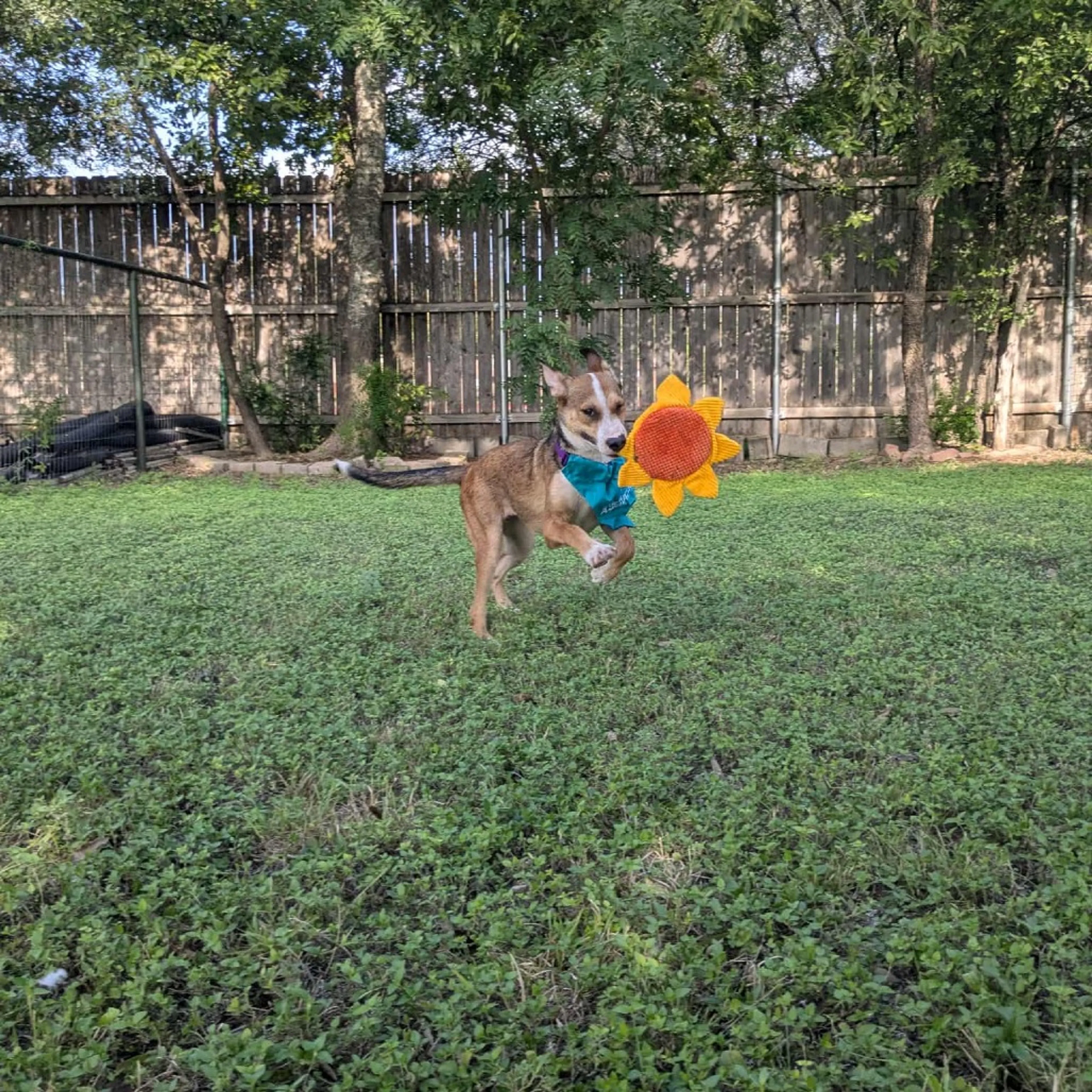 Found pet-4