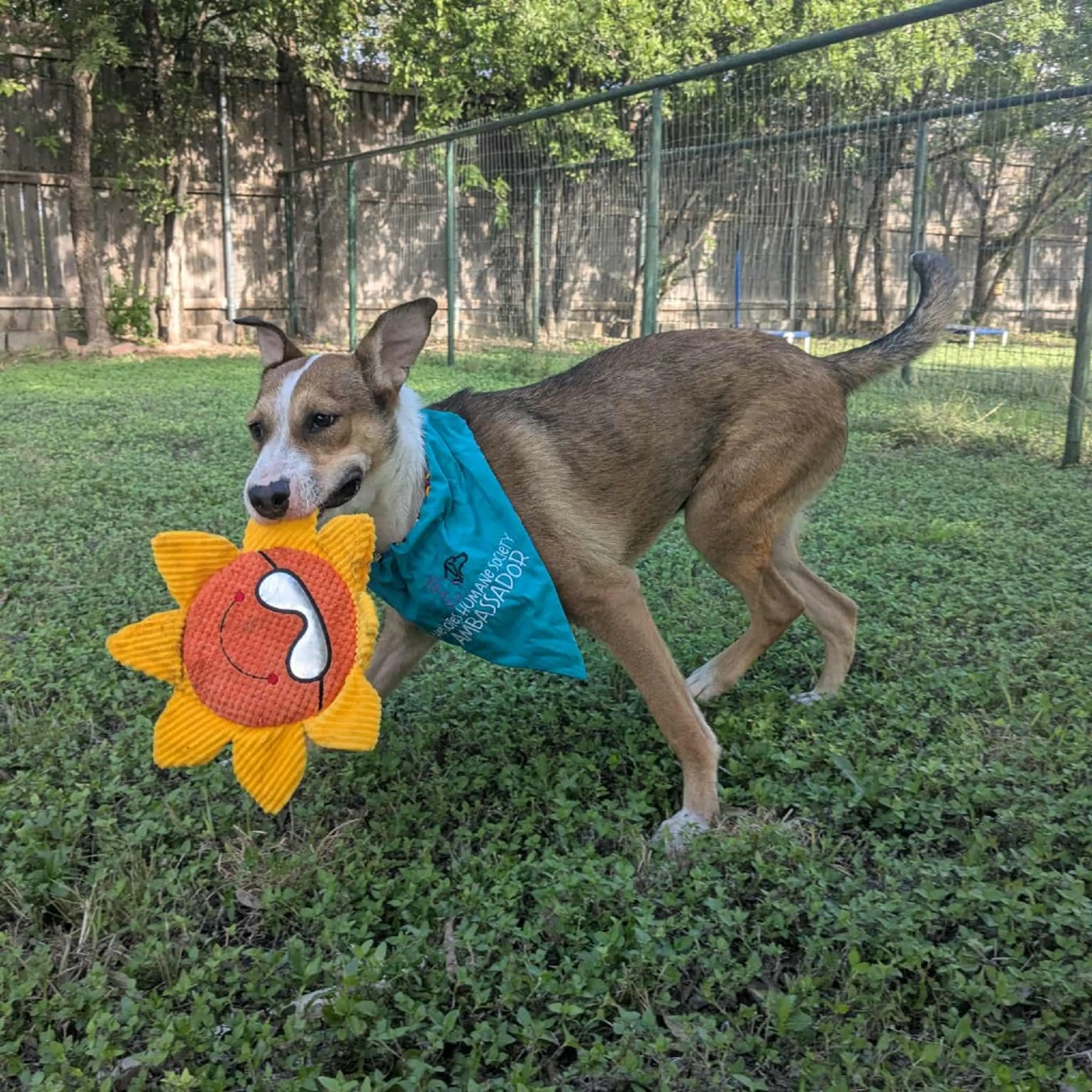Found pet-5