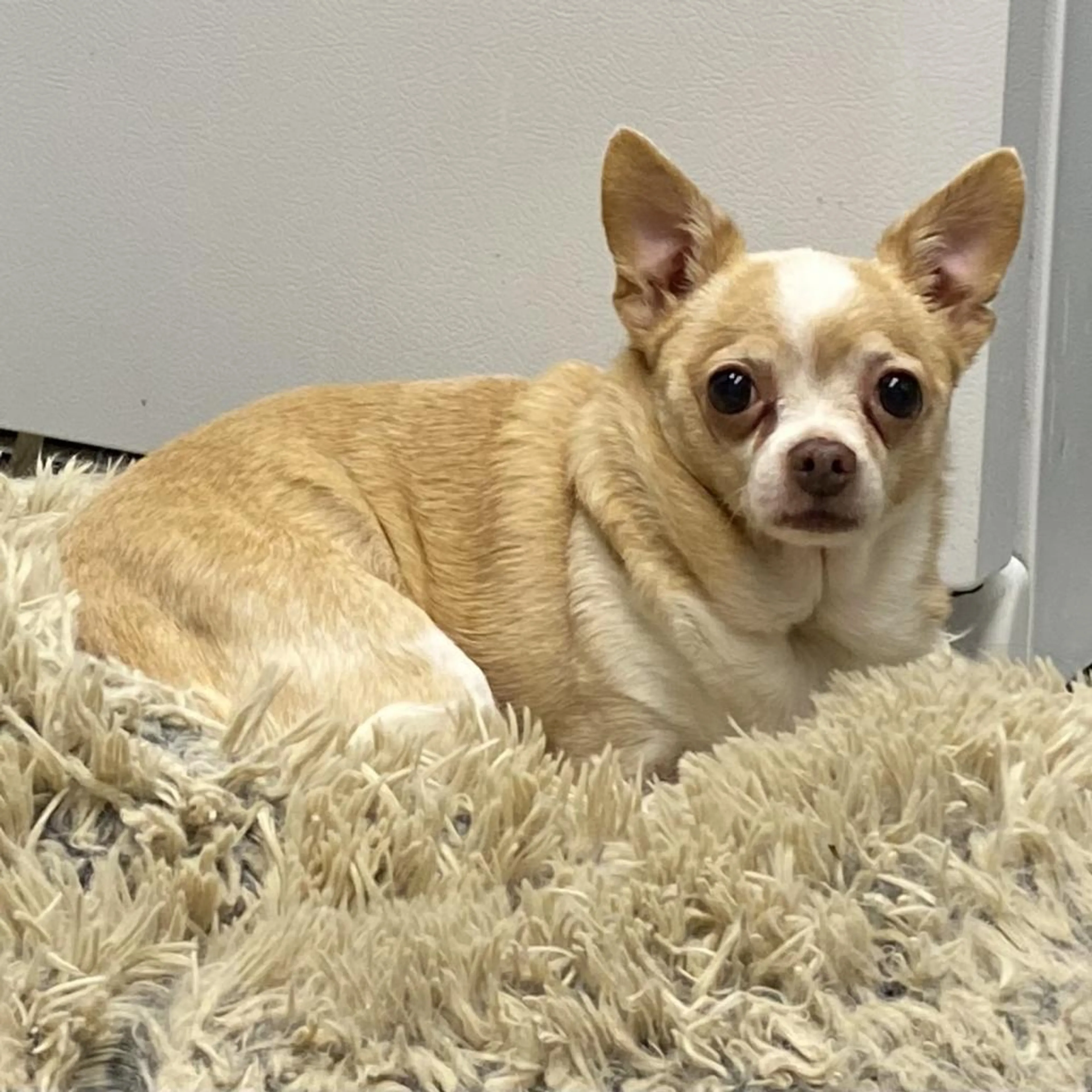 Found pet-0