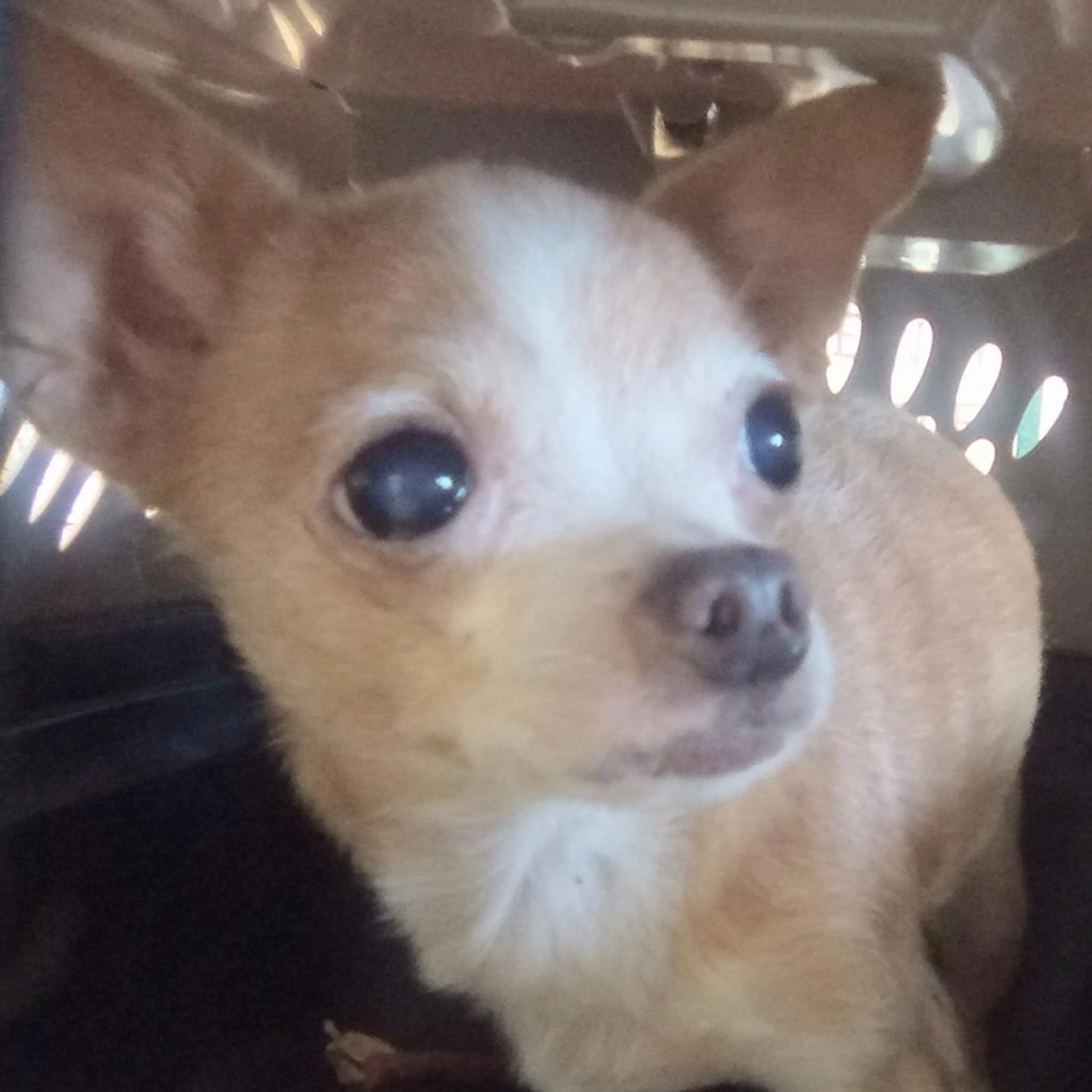 Found pet-1